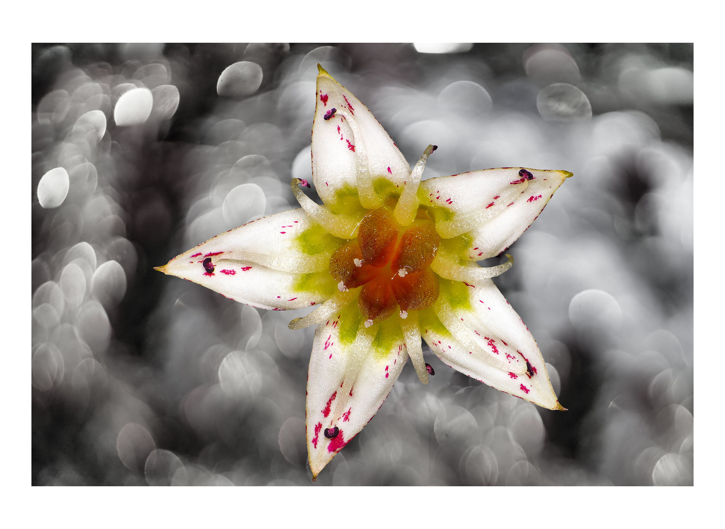 piccola stella senza cielo
