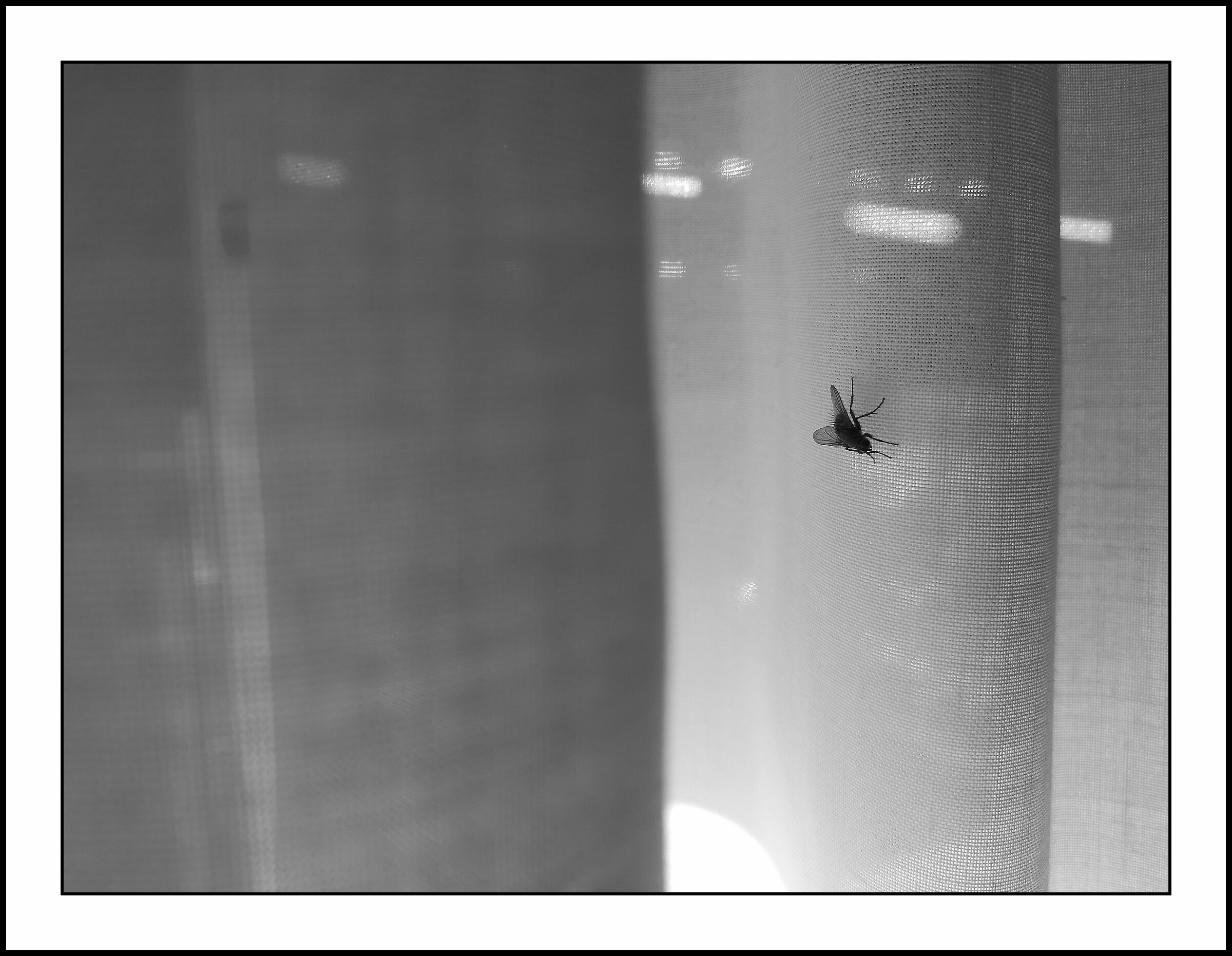 fly almost dead on the tent