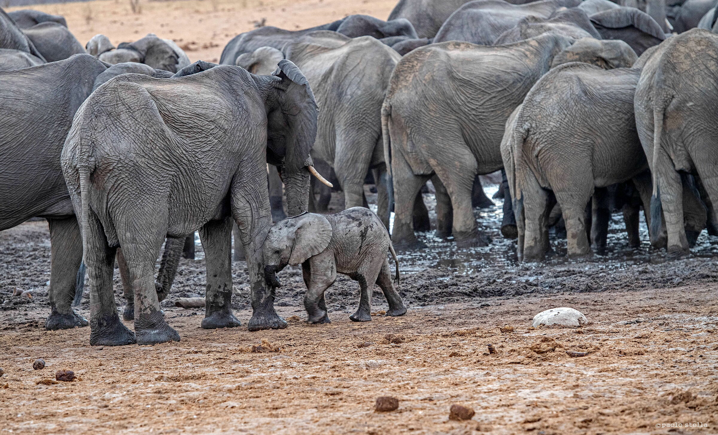 mamma ho tanta sete..