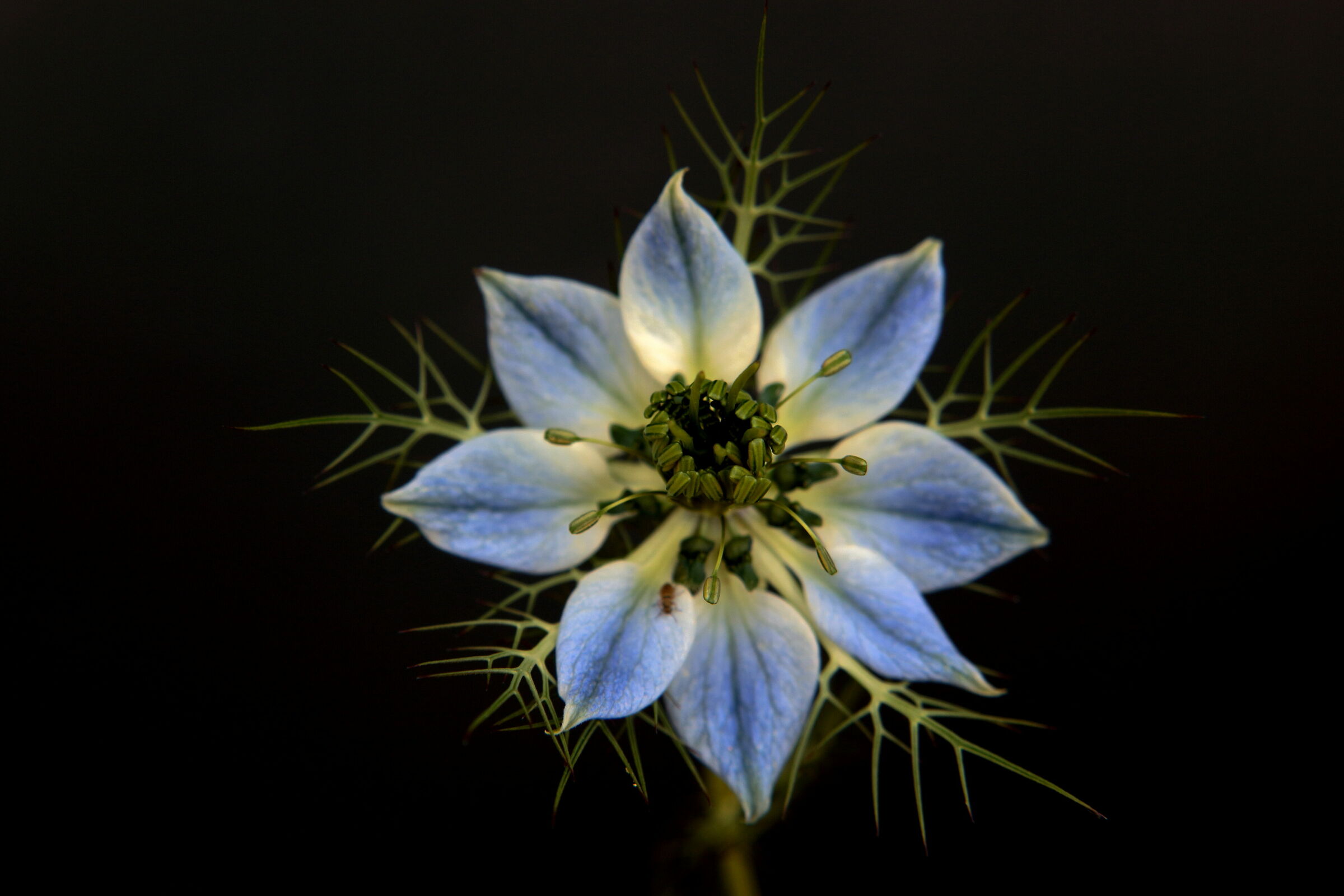 nigella damascena