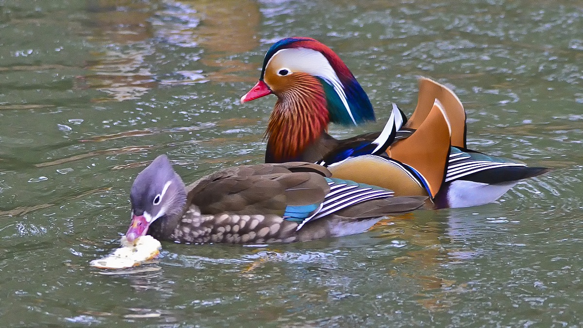 Male and female Mandarina Duck