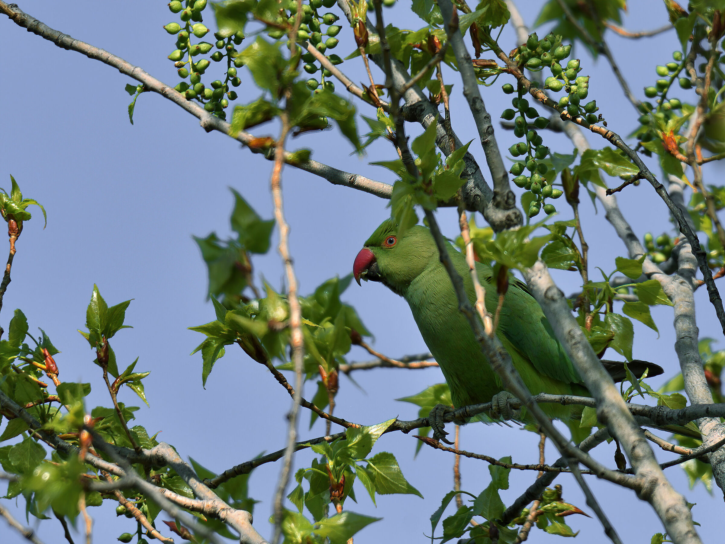 Lungo il Rio delle Amazzoni... MA no! Lungo L'Arno..