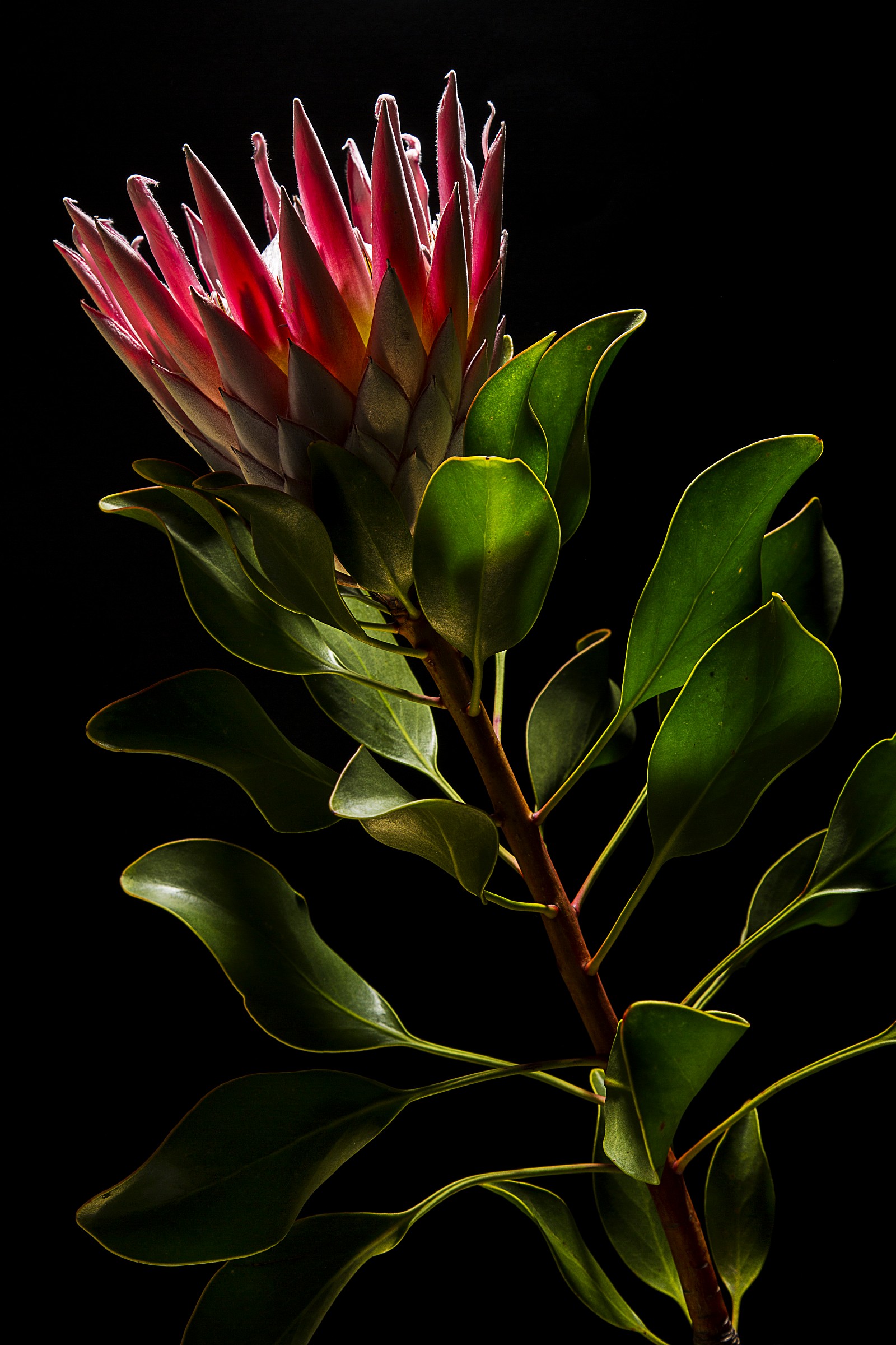 protea cynaroides
