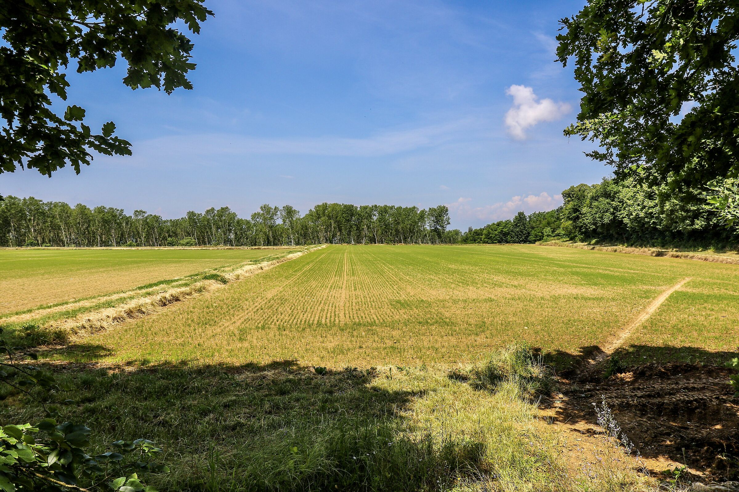 Trino's Styres: clearing.