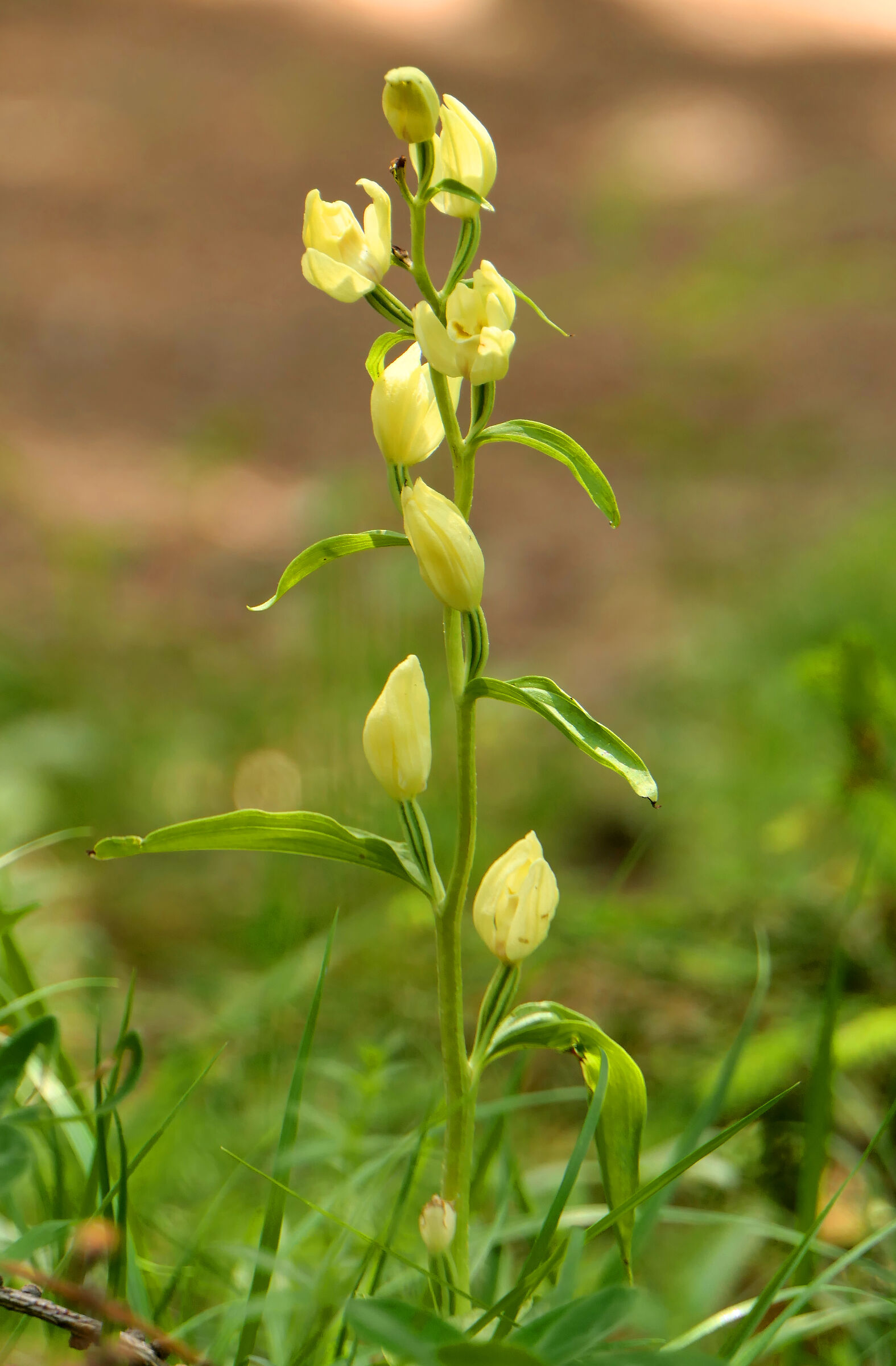 Cephalanthera damasonium