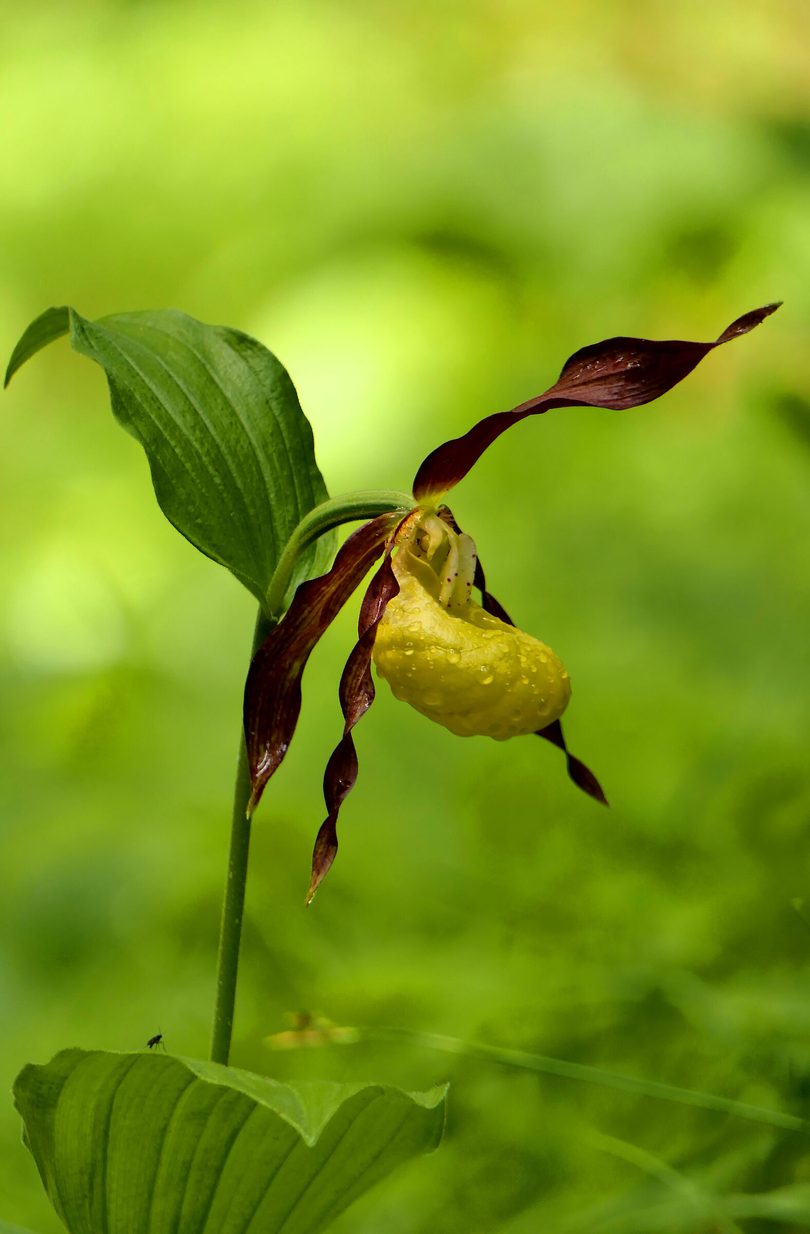 Cypripedium lime