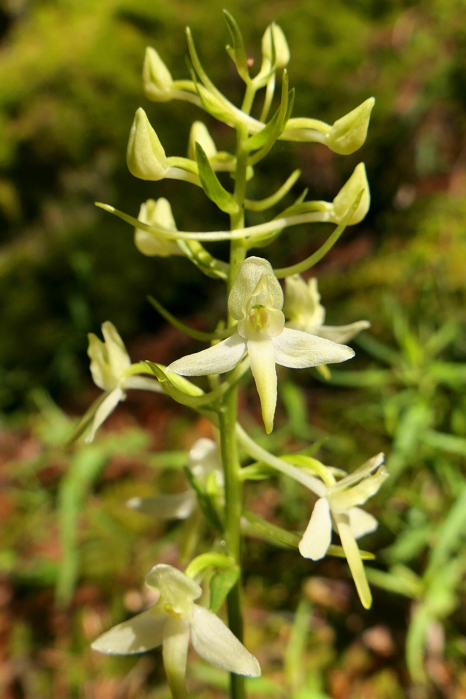 Plathanthera bifolia
