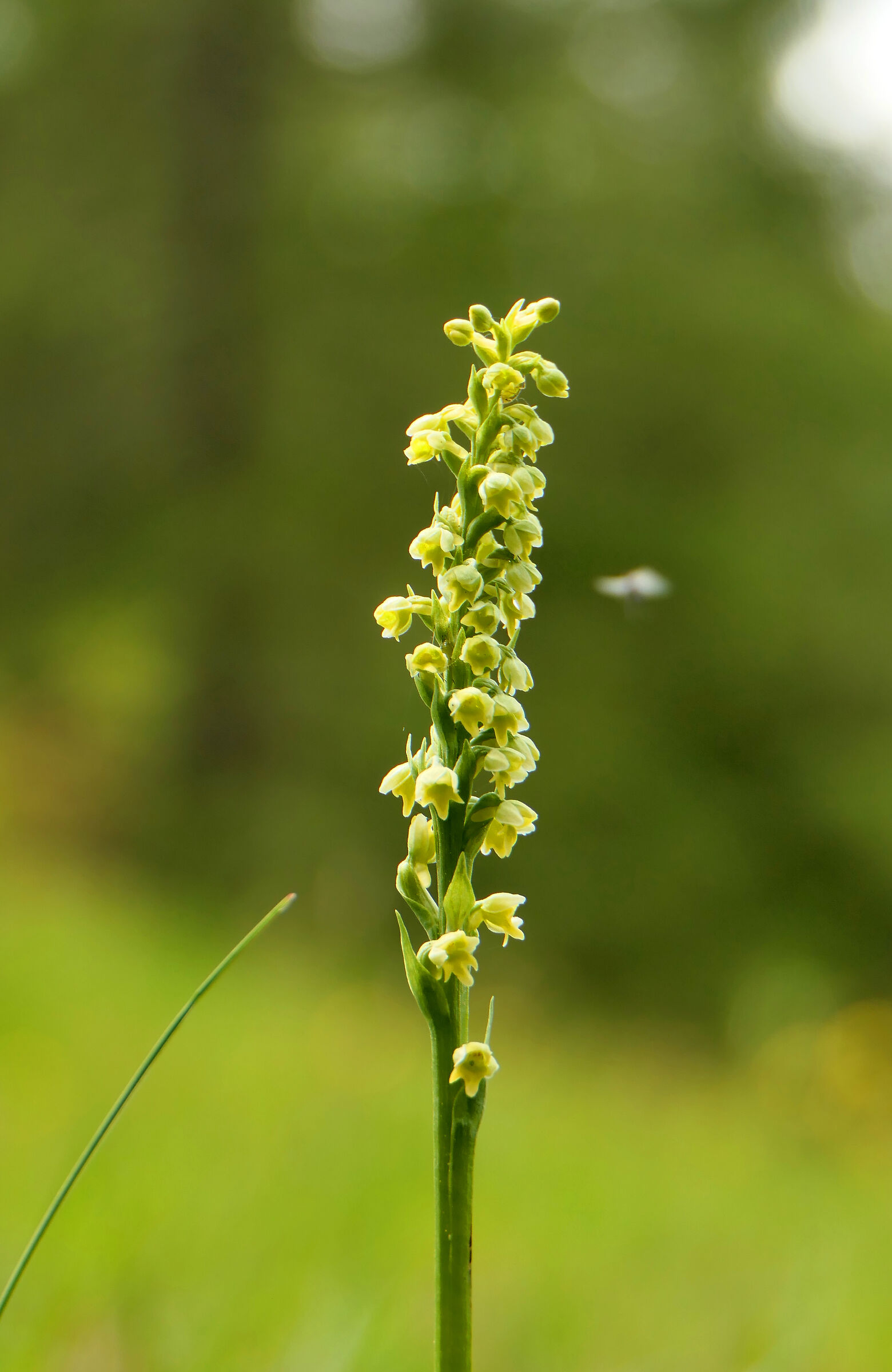 Albida pseudorchis