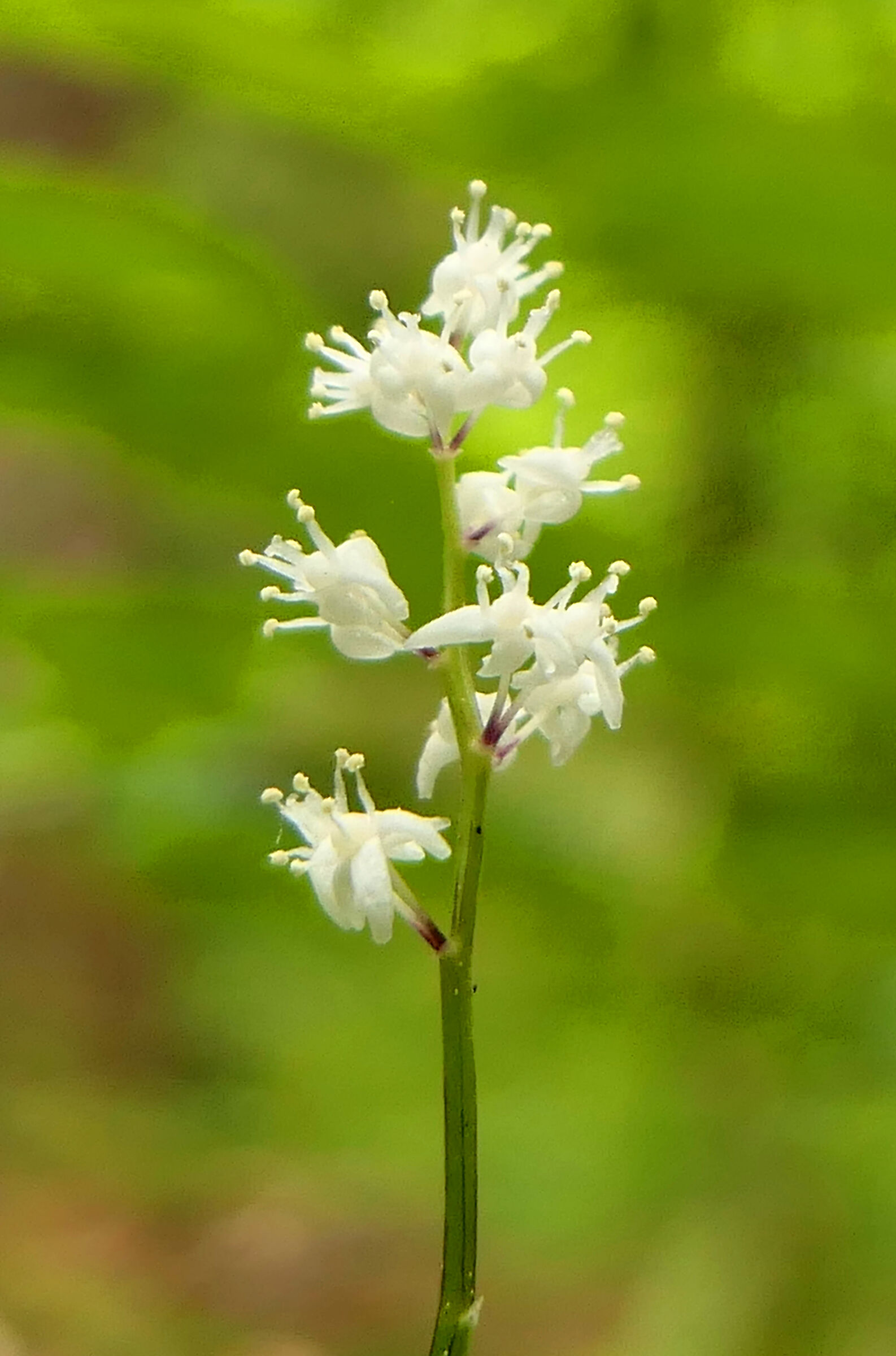 Maianthemum bifolium