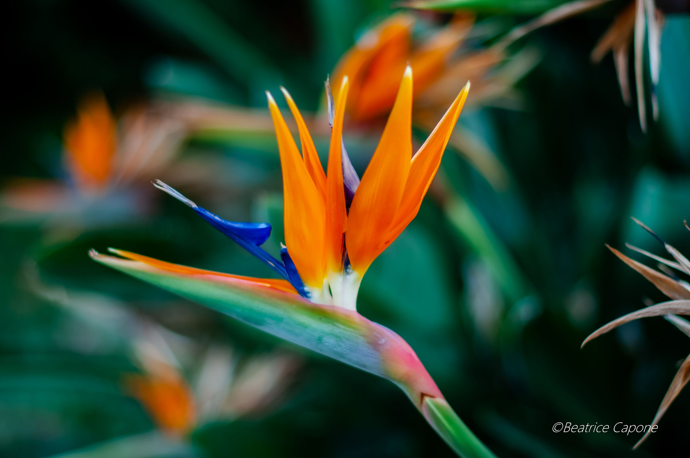 Uccello del Paradiso