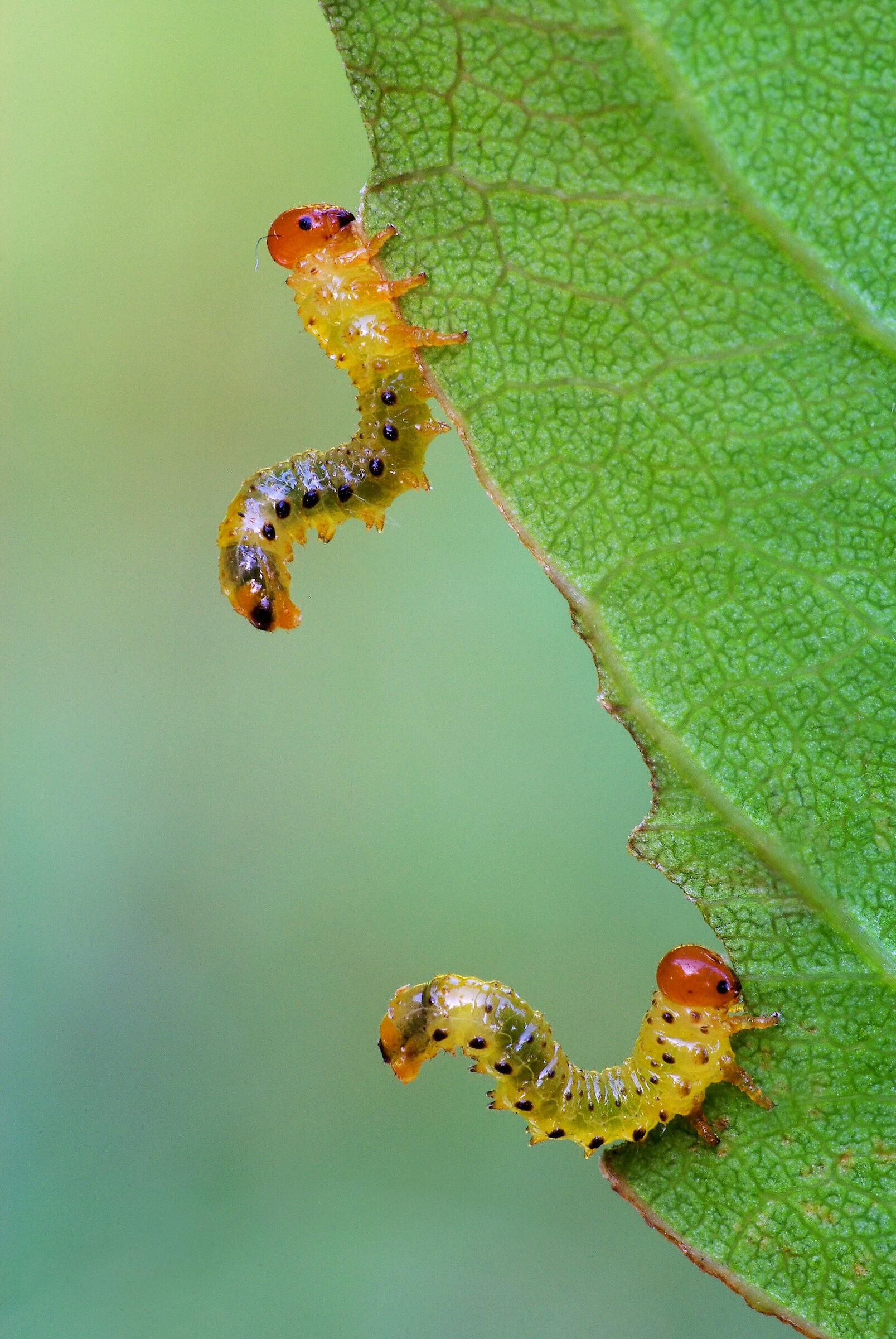 Larvae