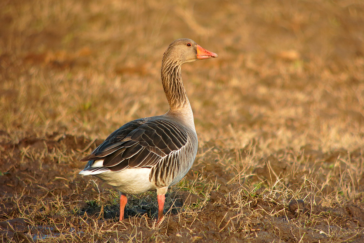 Greylag Goose