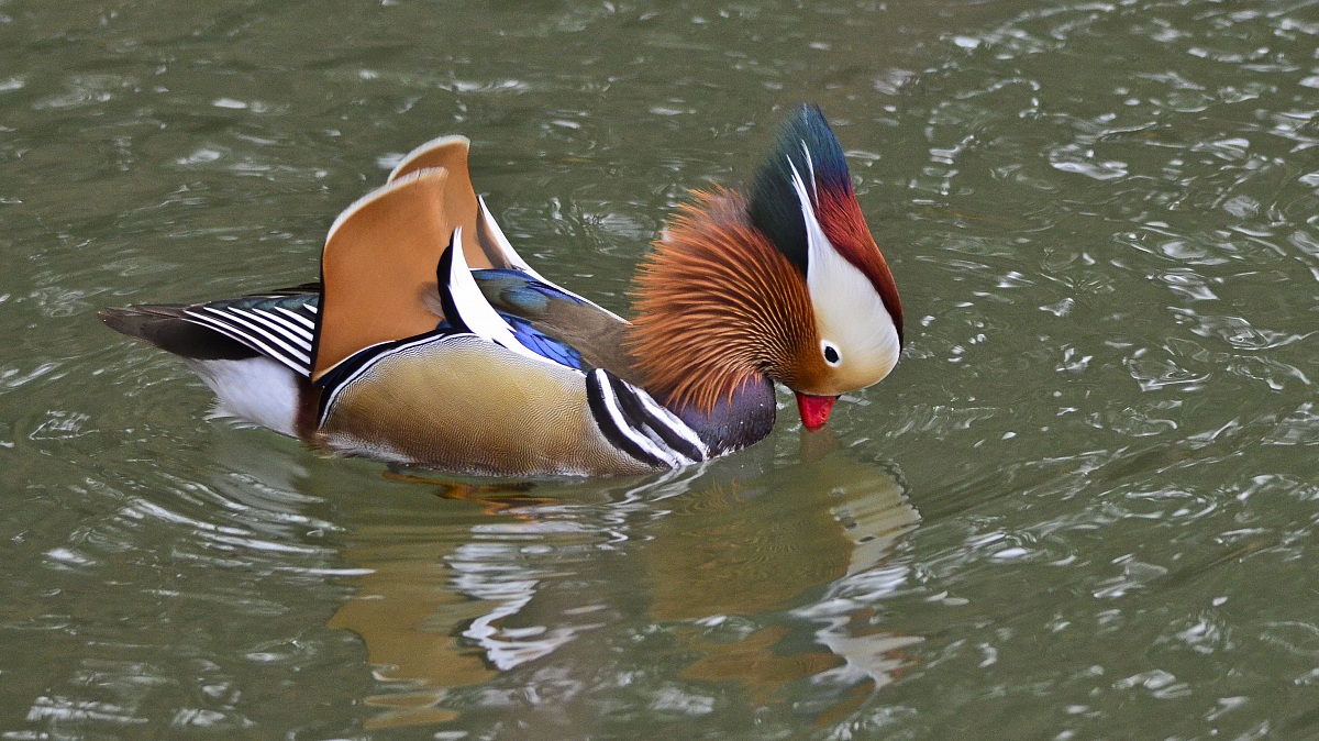 Mandarina Duck male drinking.