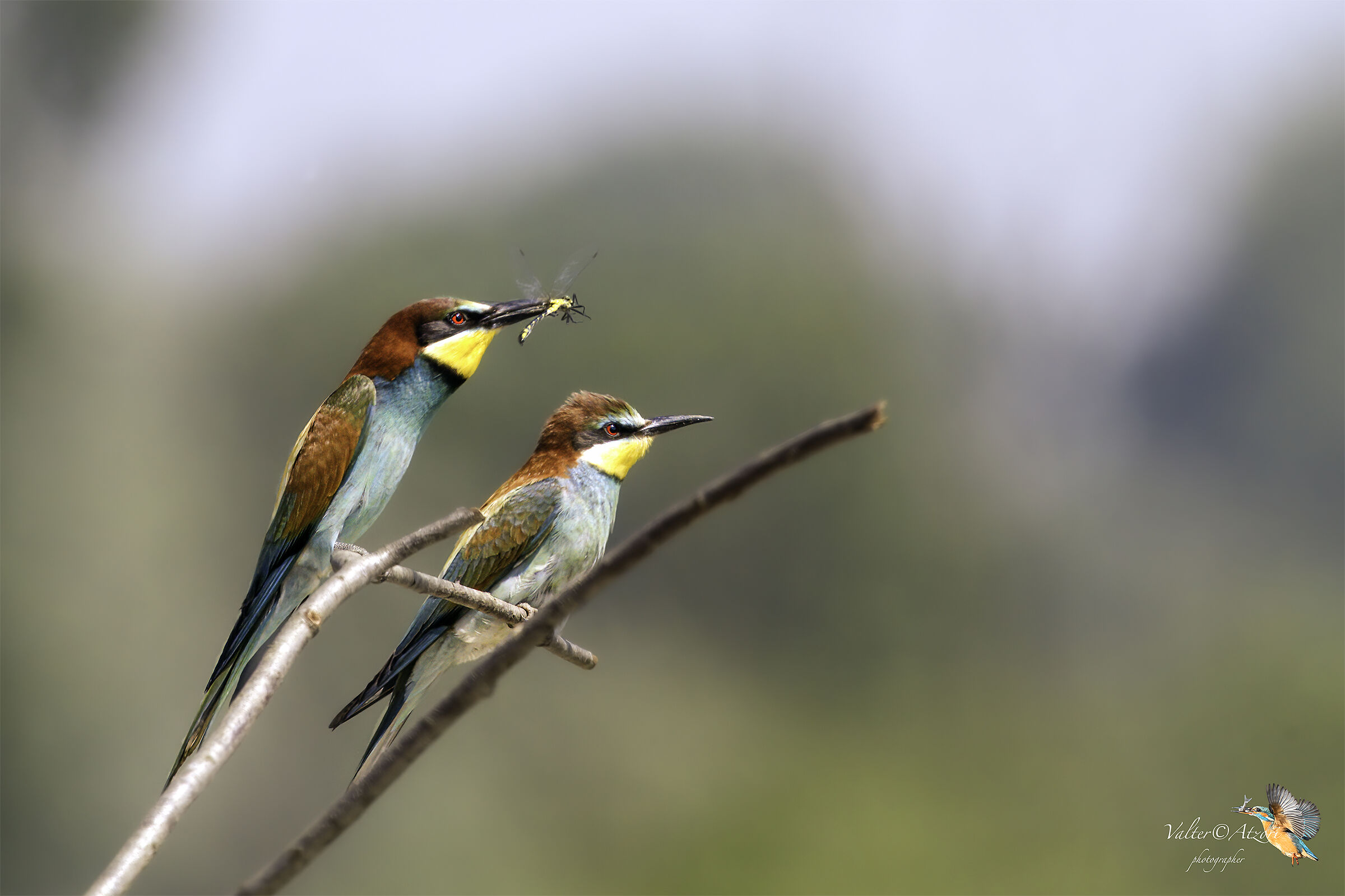 Couple of hazelnuts before the exchange