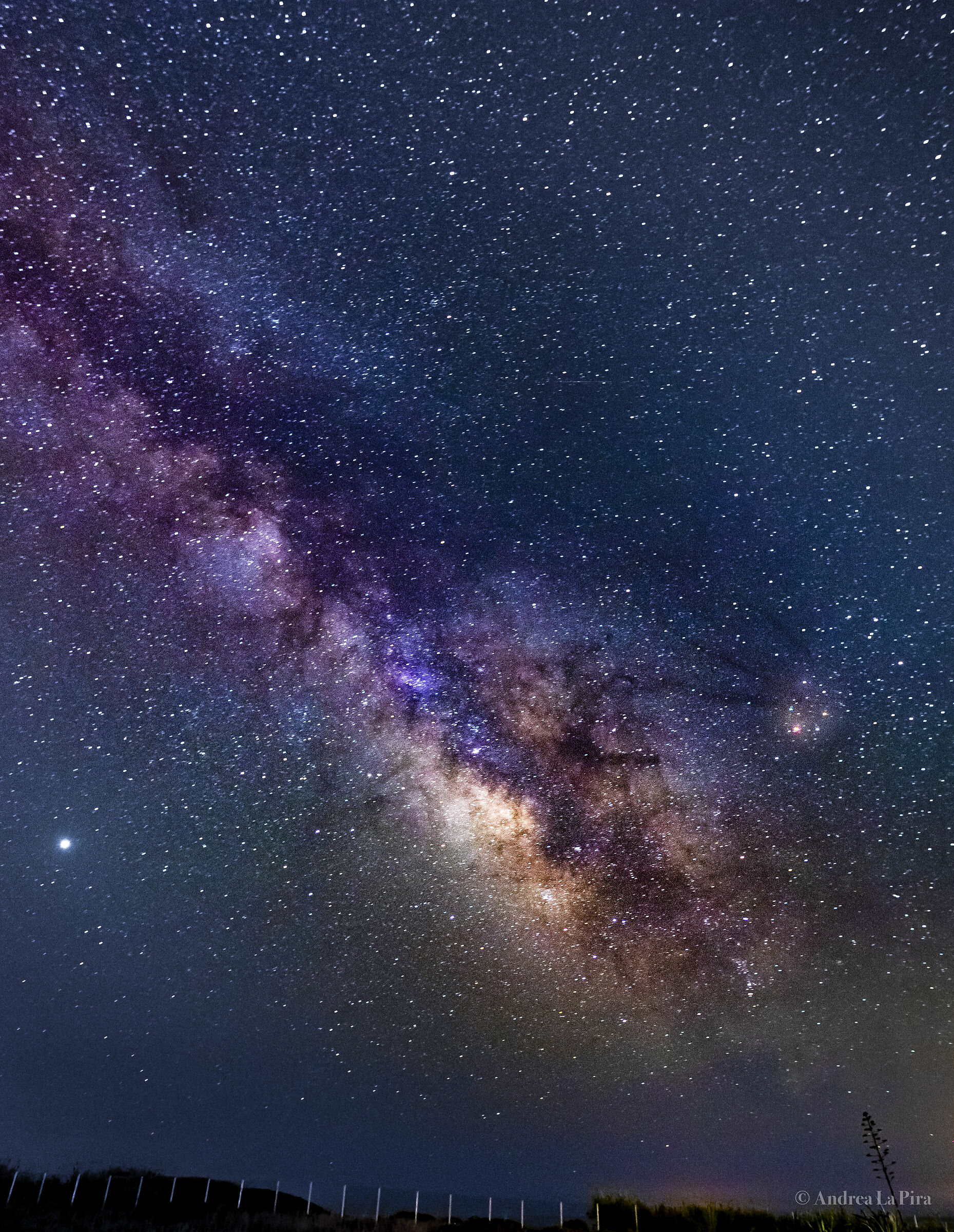 The last standing tree