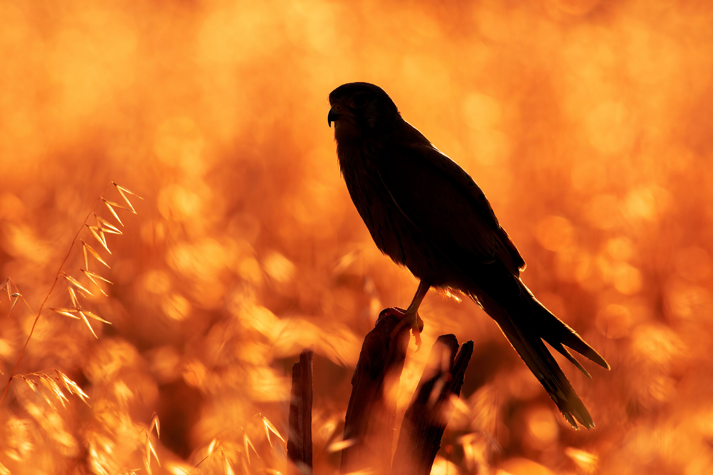 Silhouette (Gheppio)