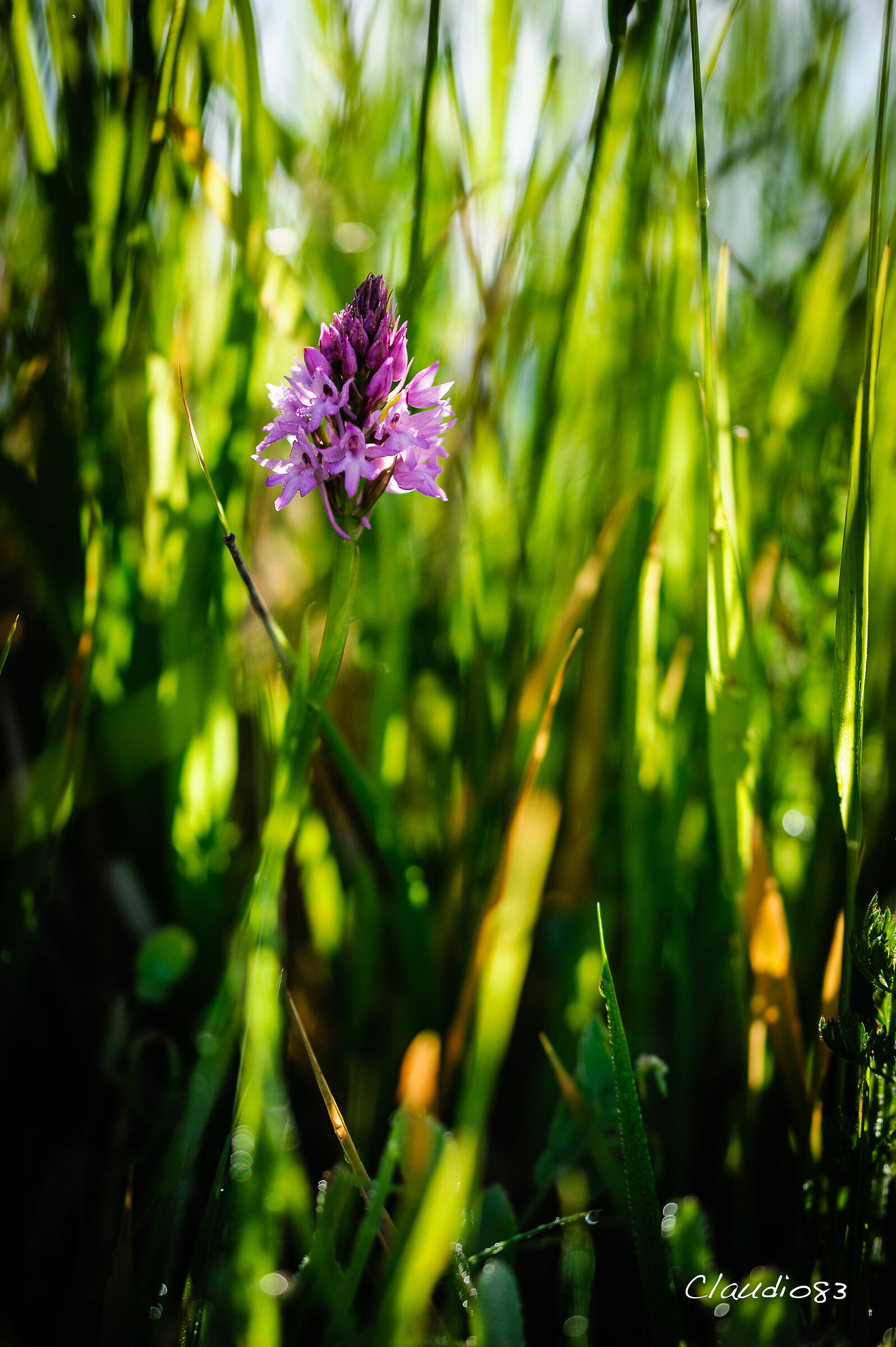 Orchidea selvatica...