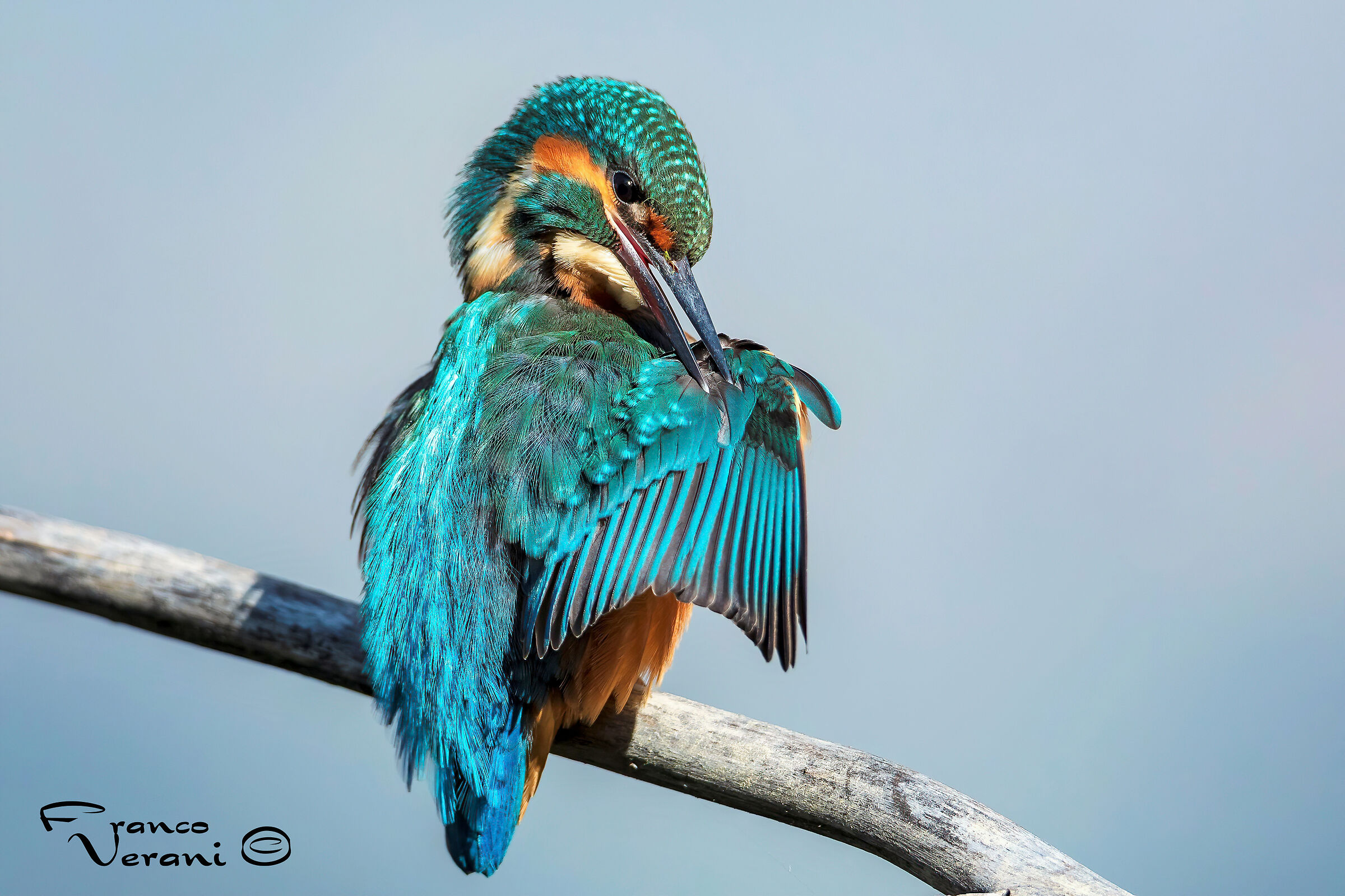 Tolettatura - Martin Pescatore