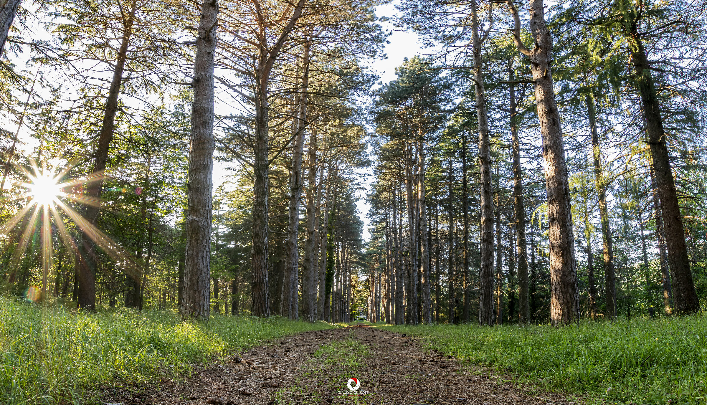 Viale alberato