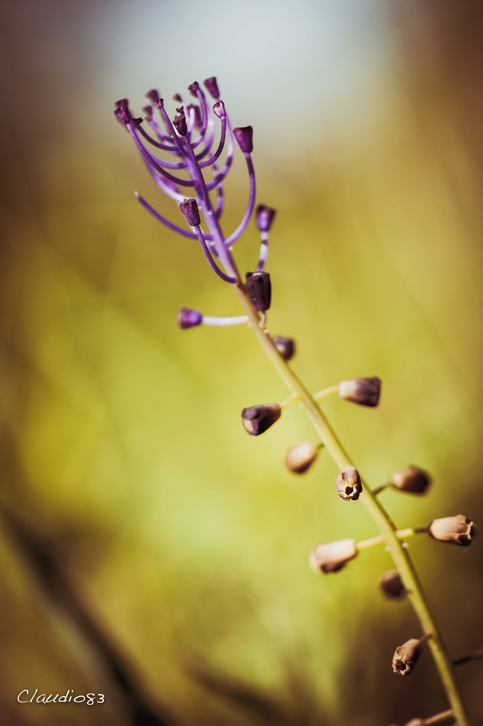 Candelabri naturali...