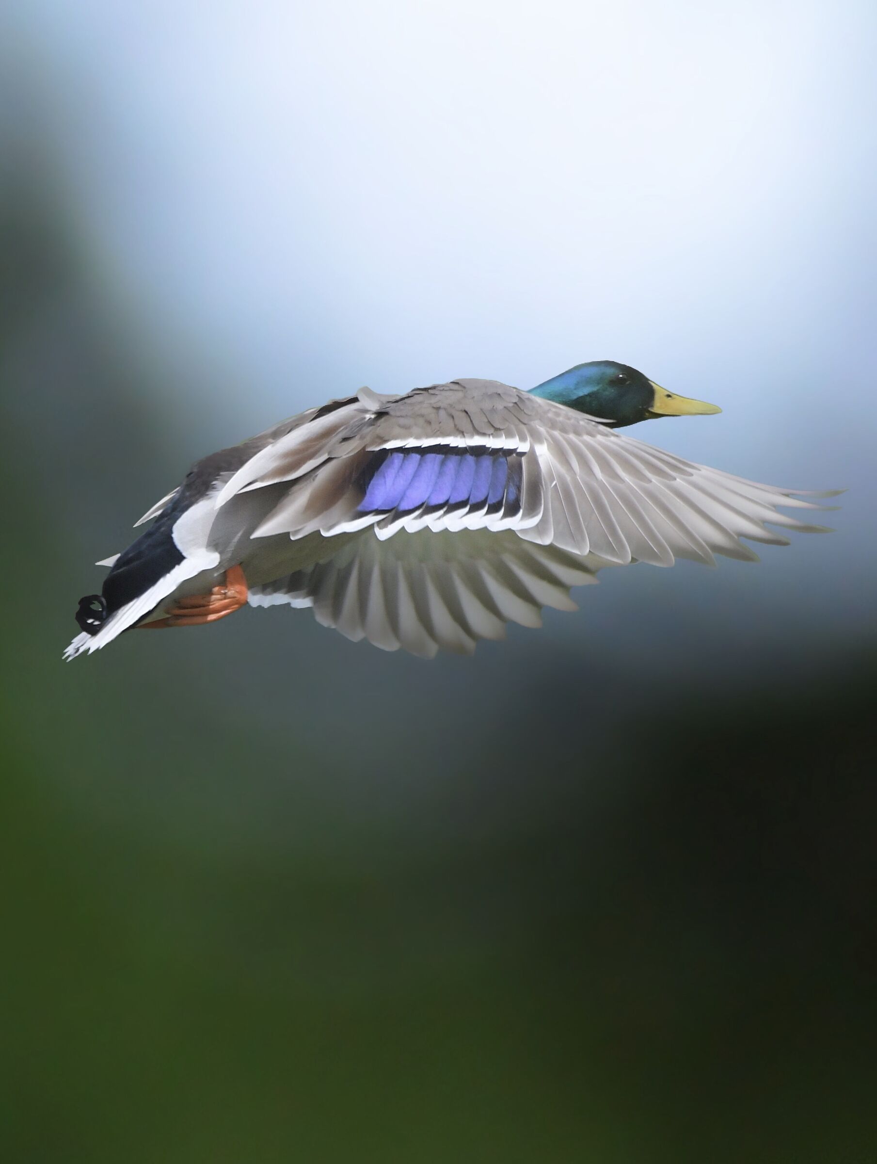 Bird in flyght-(NikonD500)