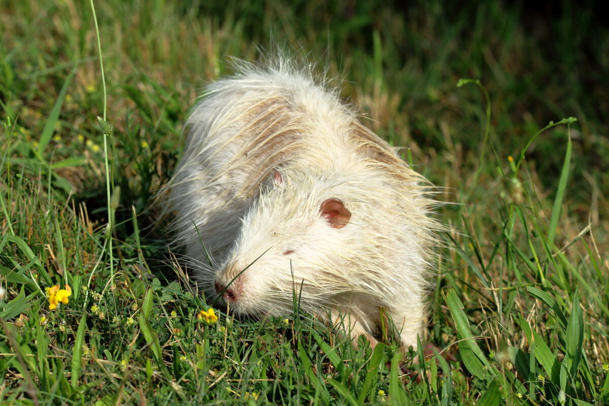 nutria albina giovane