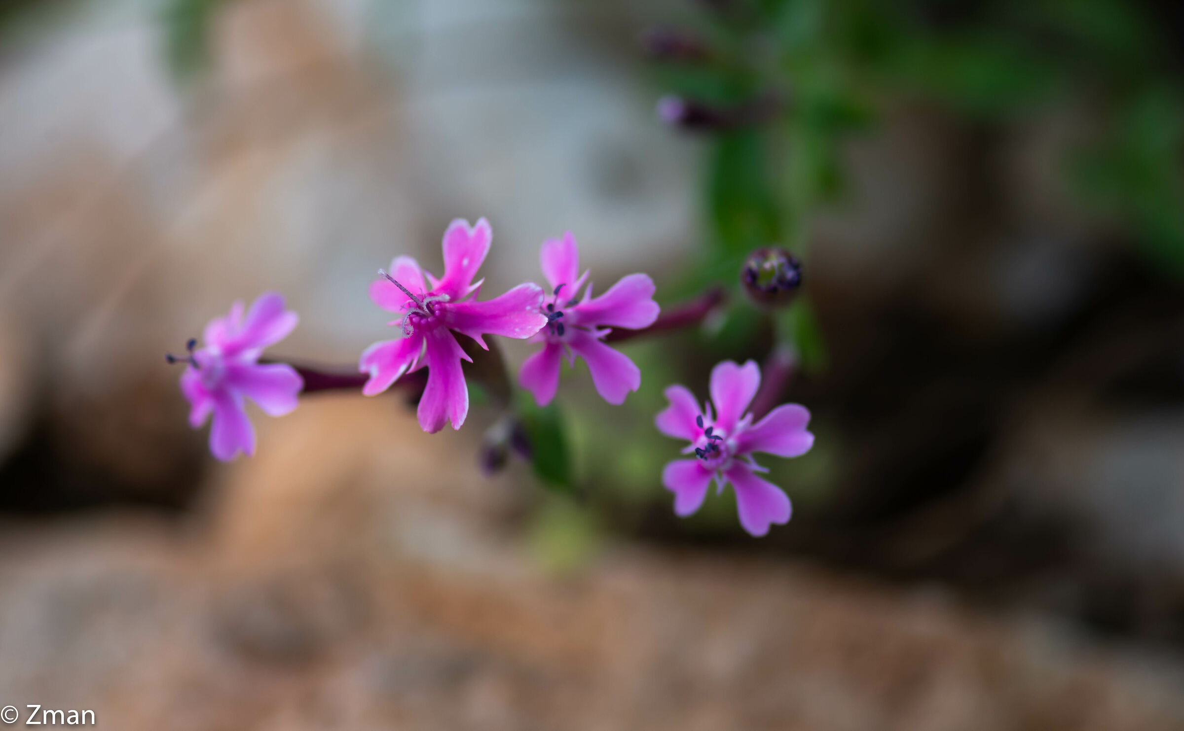 Giardino Cattura Volare Fiori