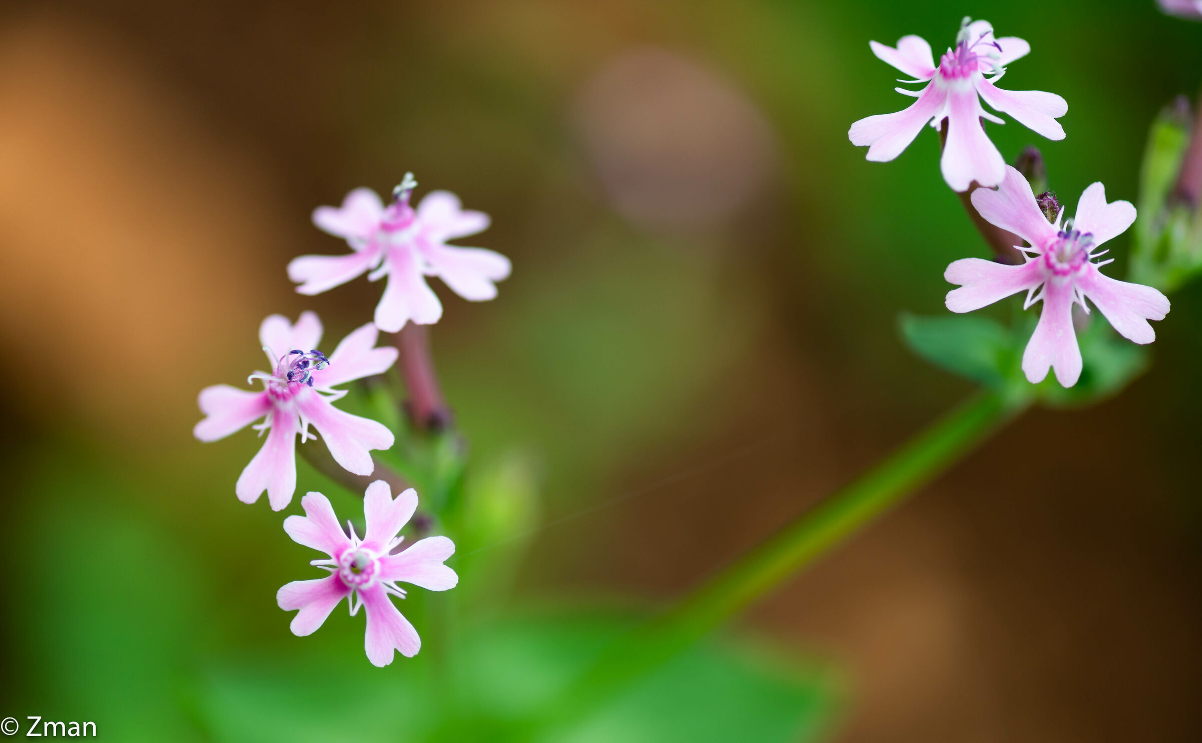 Giardino Cattura Volare Fiori