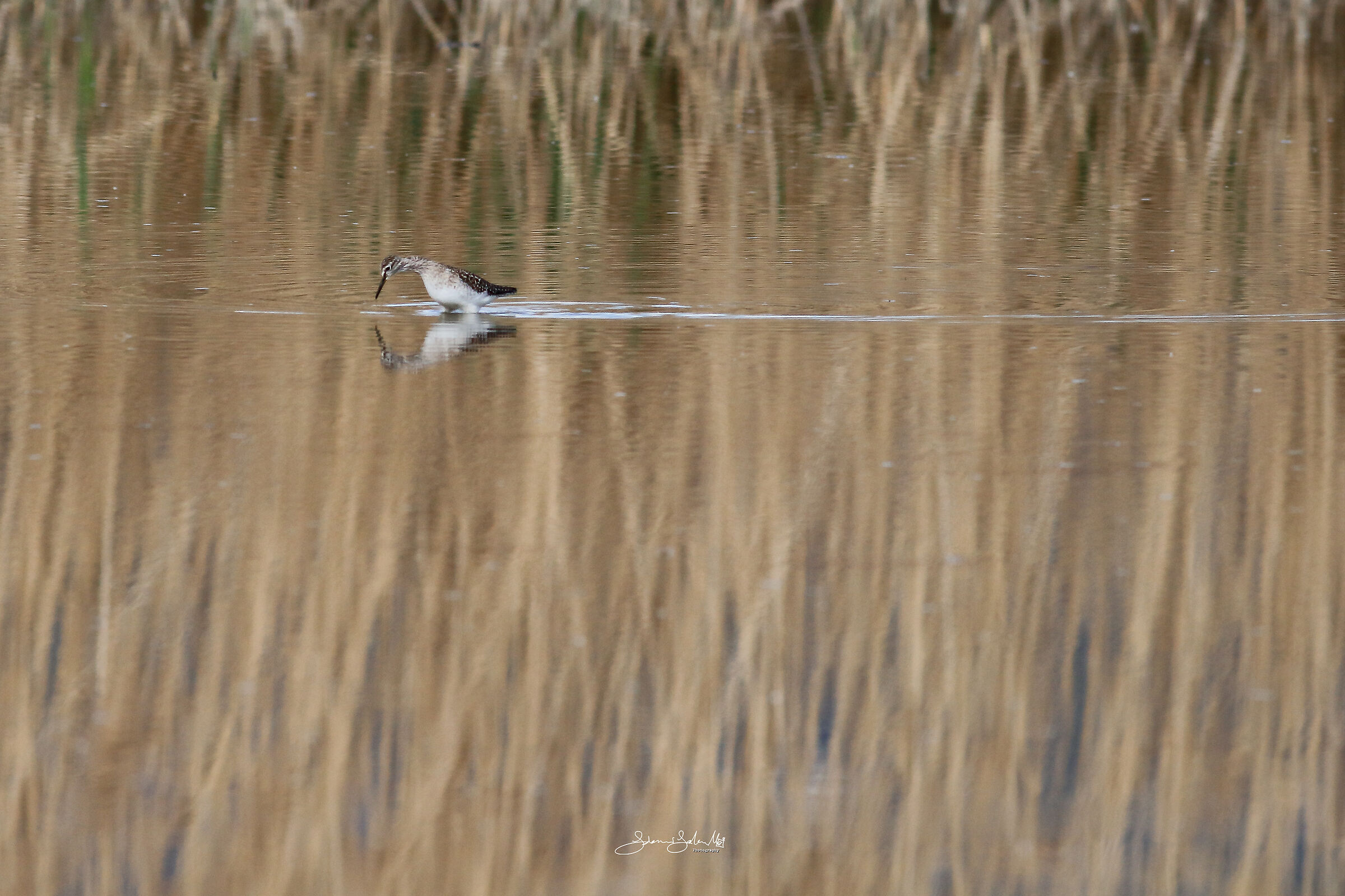 In its Wood (Tringa glareola, Linnaeus, 1758)