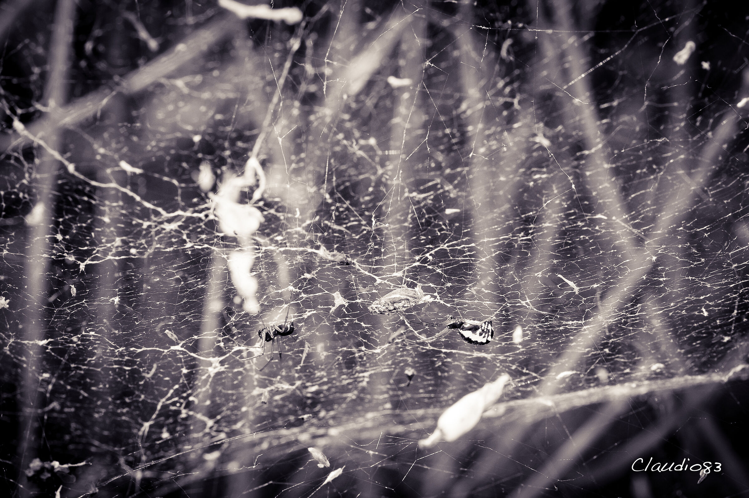 Nella tela dei ragni...