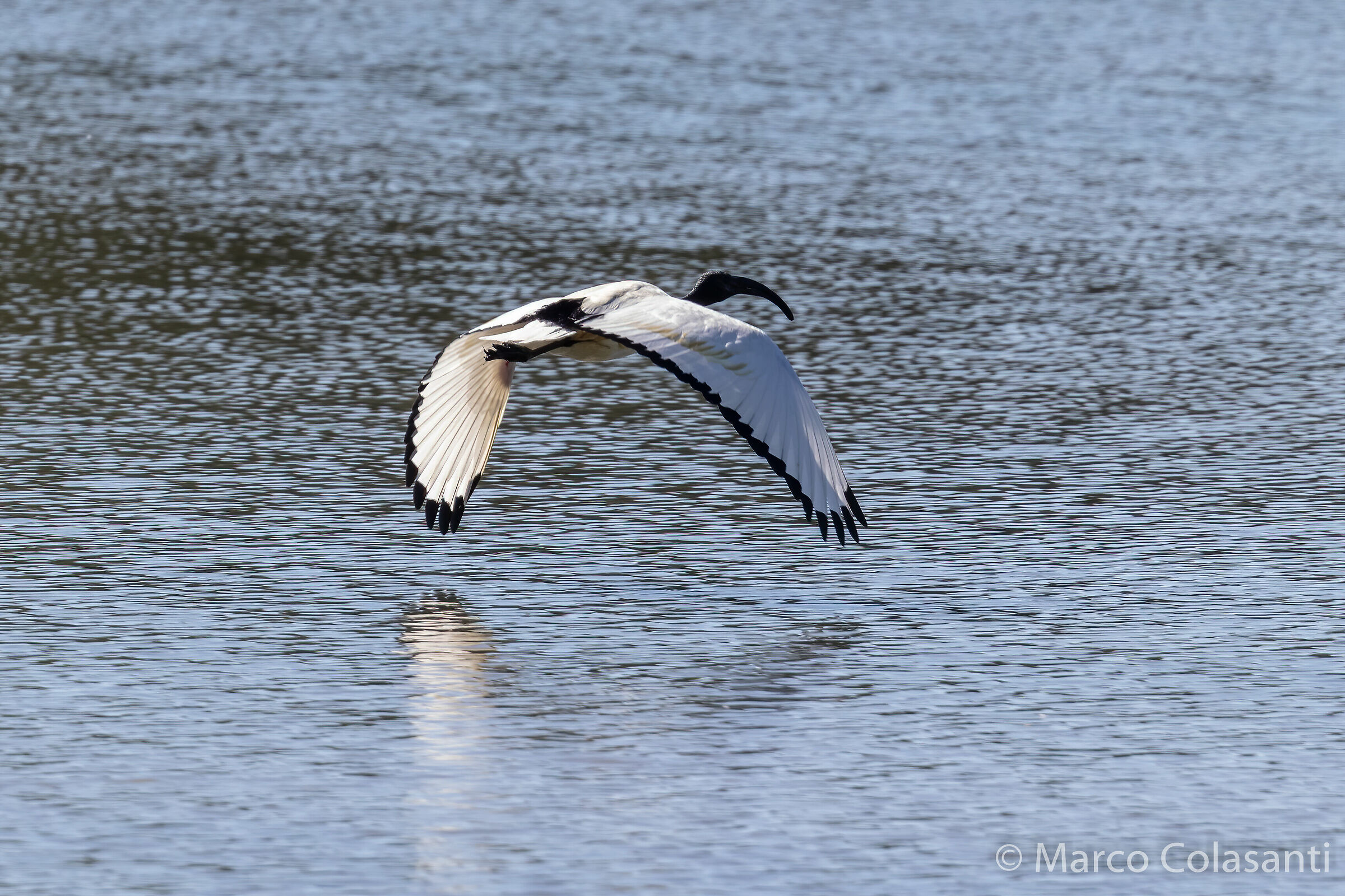 Sacred Ibis