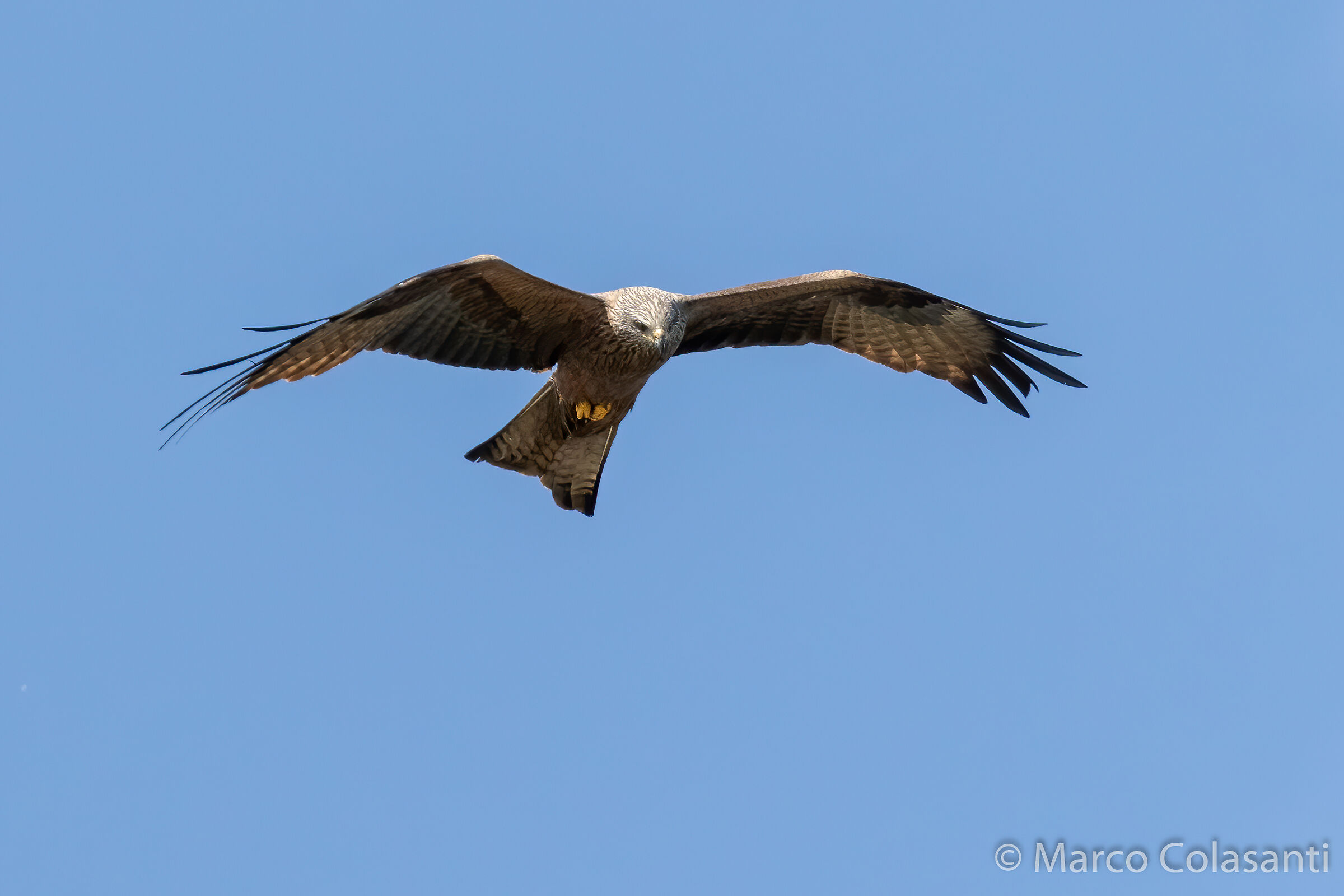 Brown kite