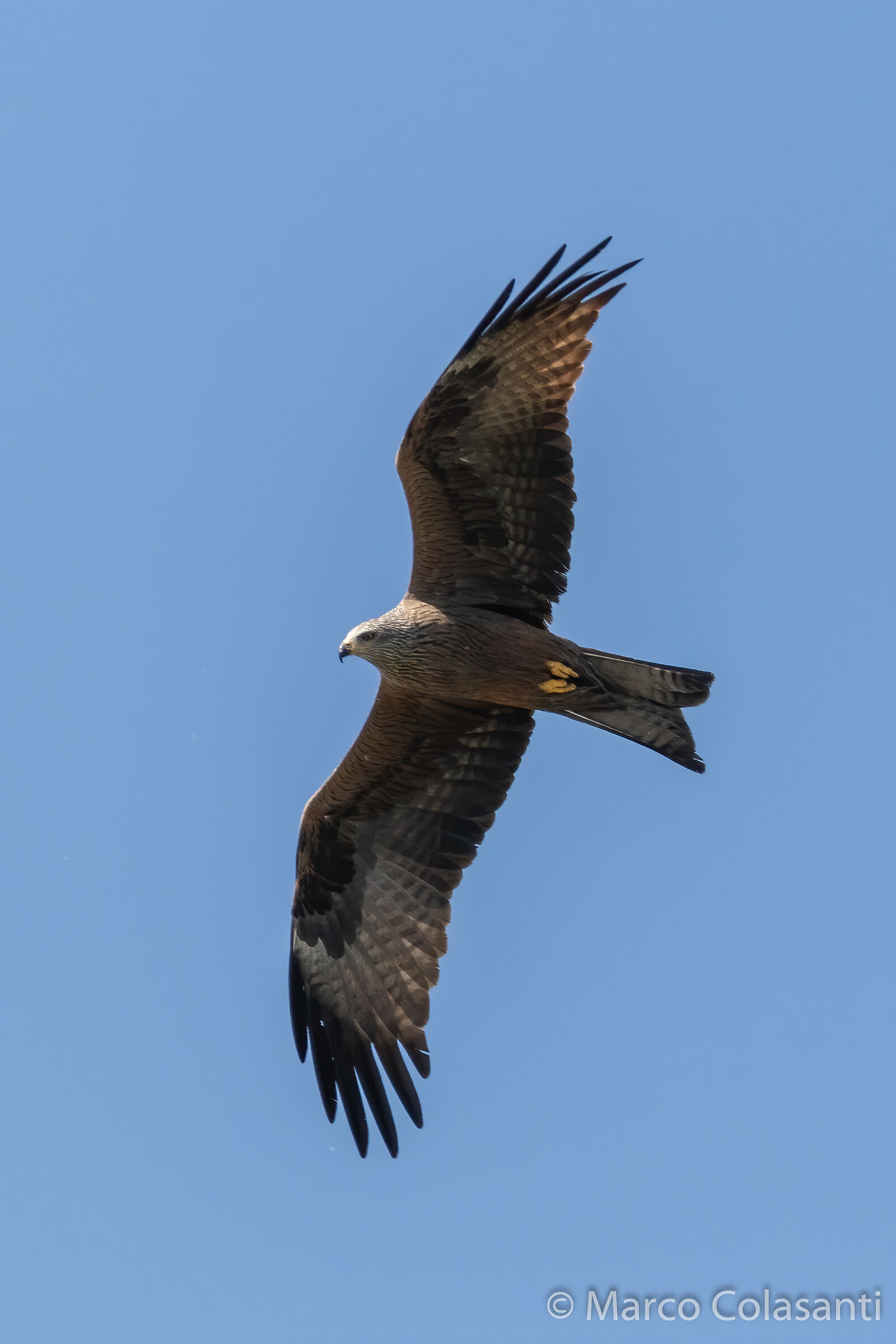 Brown kite