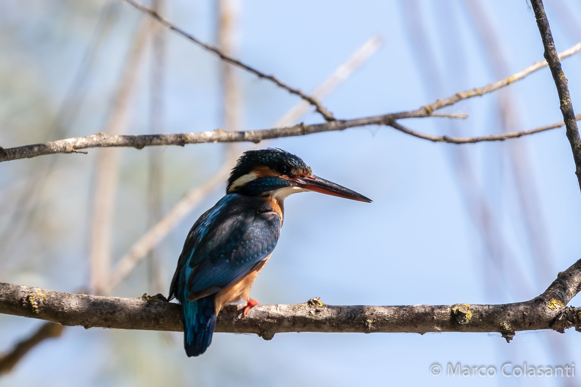 Kingfisher