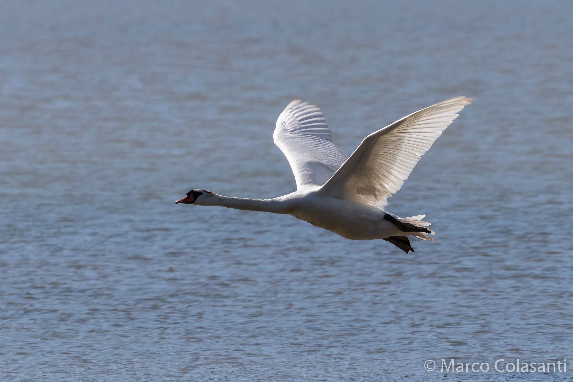 royal swan in flight