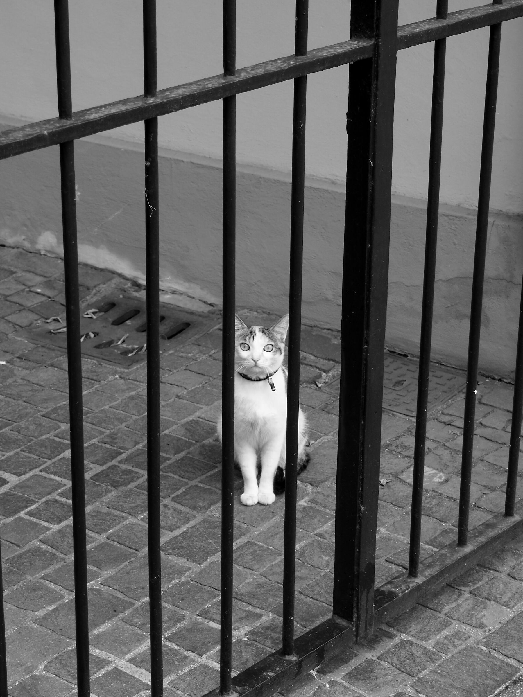 caged