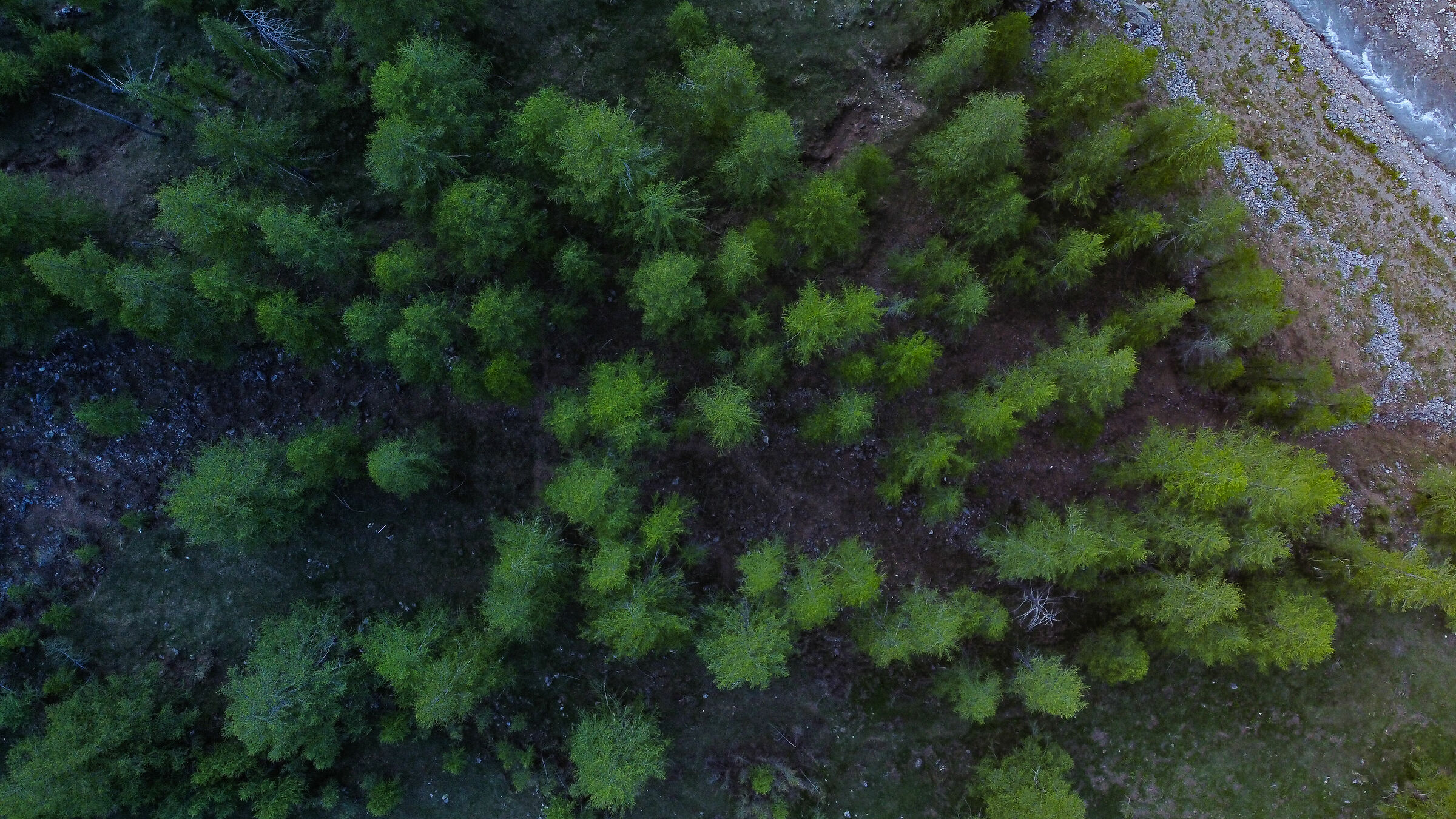 Pineta