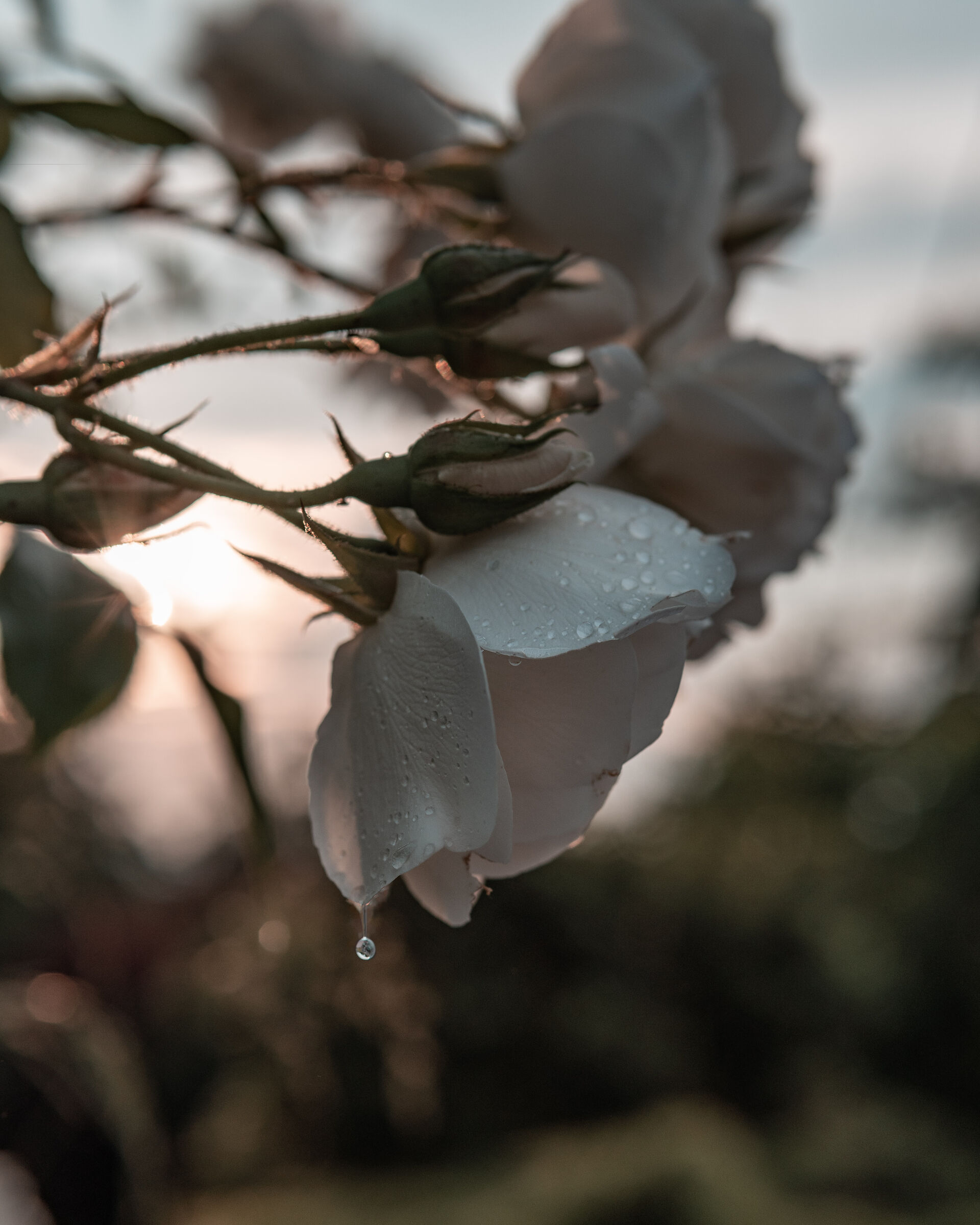 White Roses