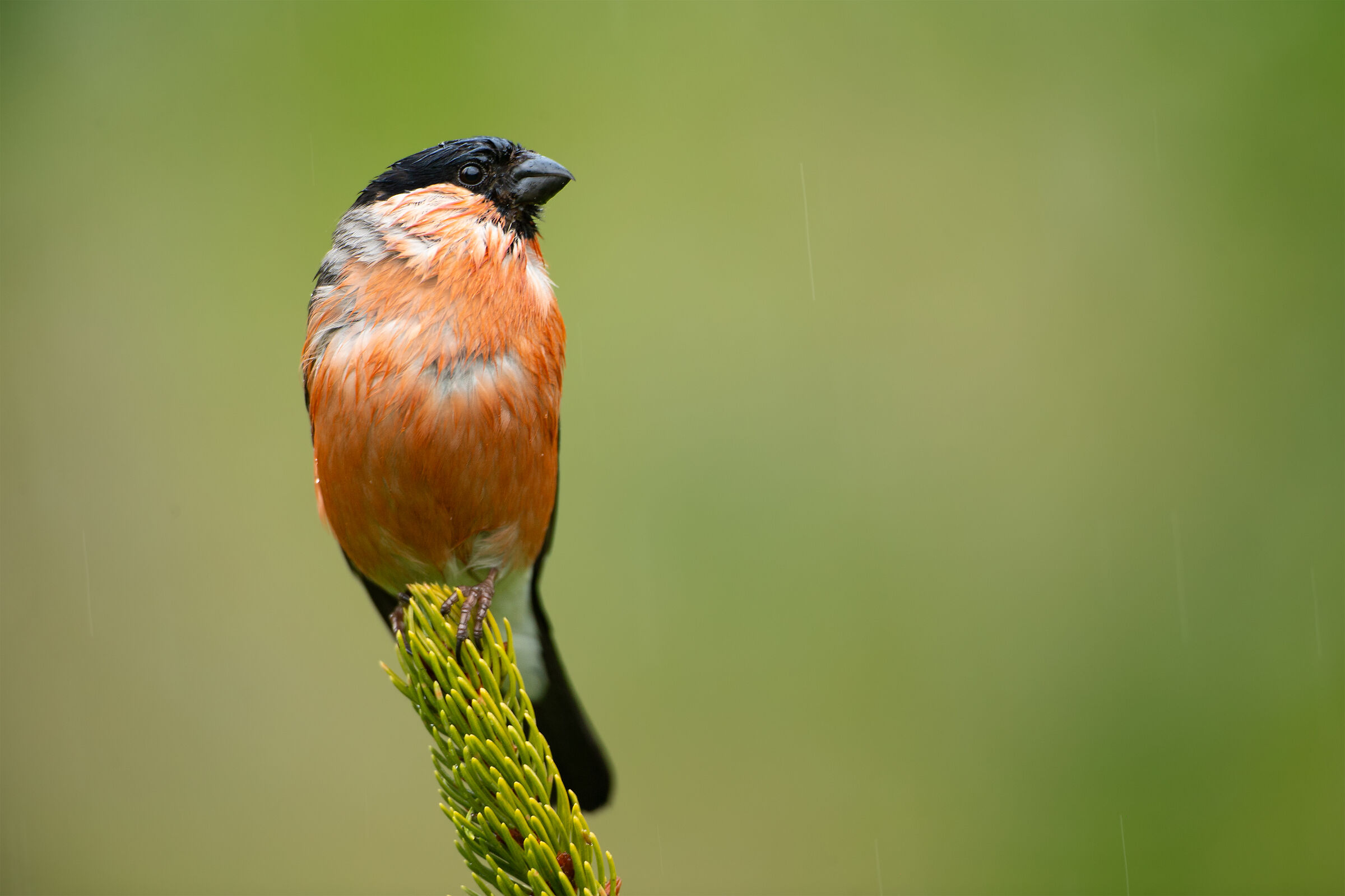 Pyrrhula pyrrhula (European bullfinch)