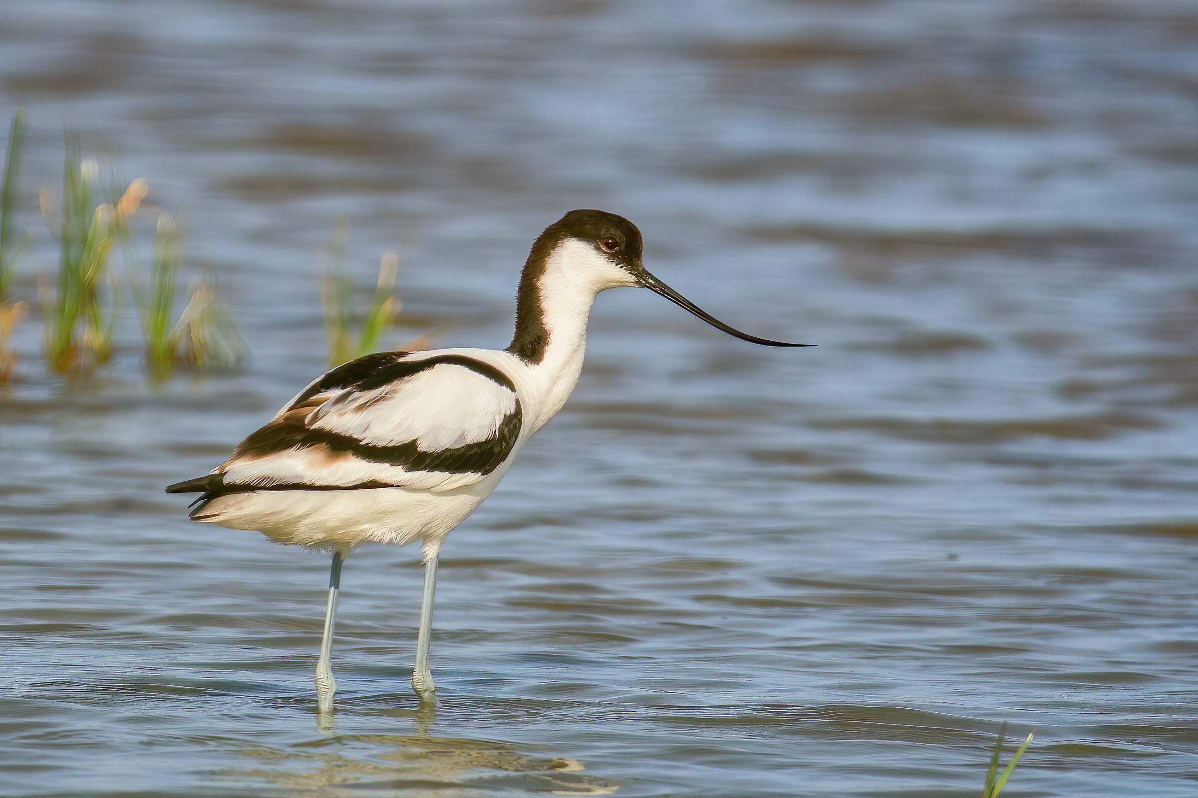 Avocetta