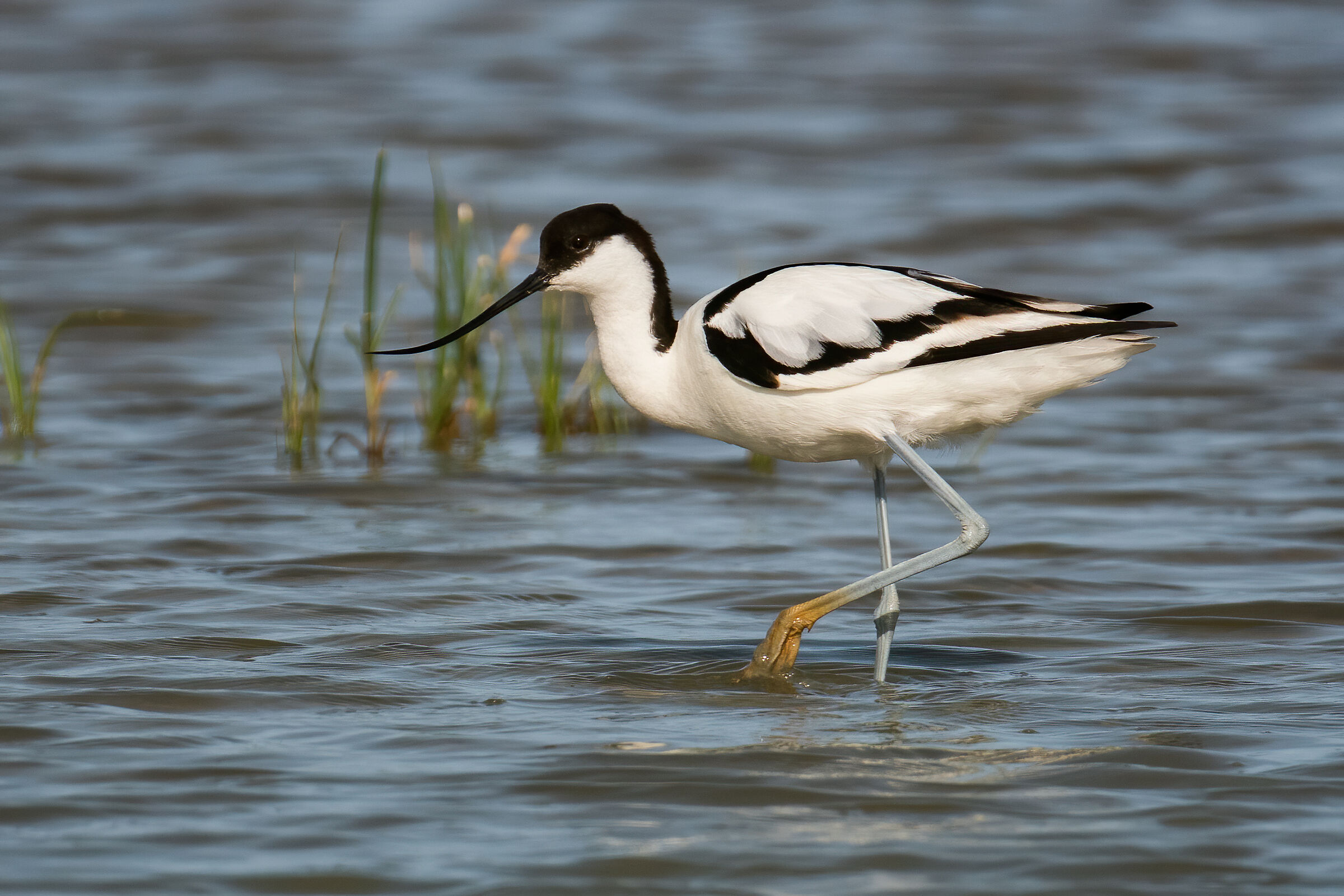 Avocetta