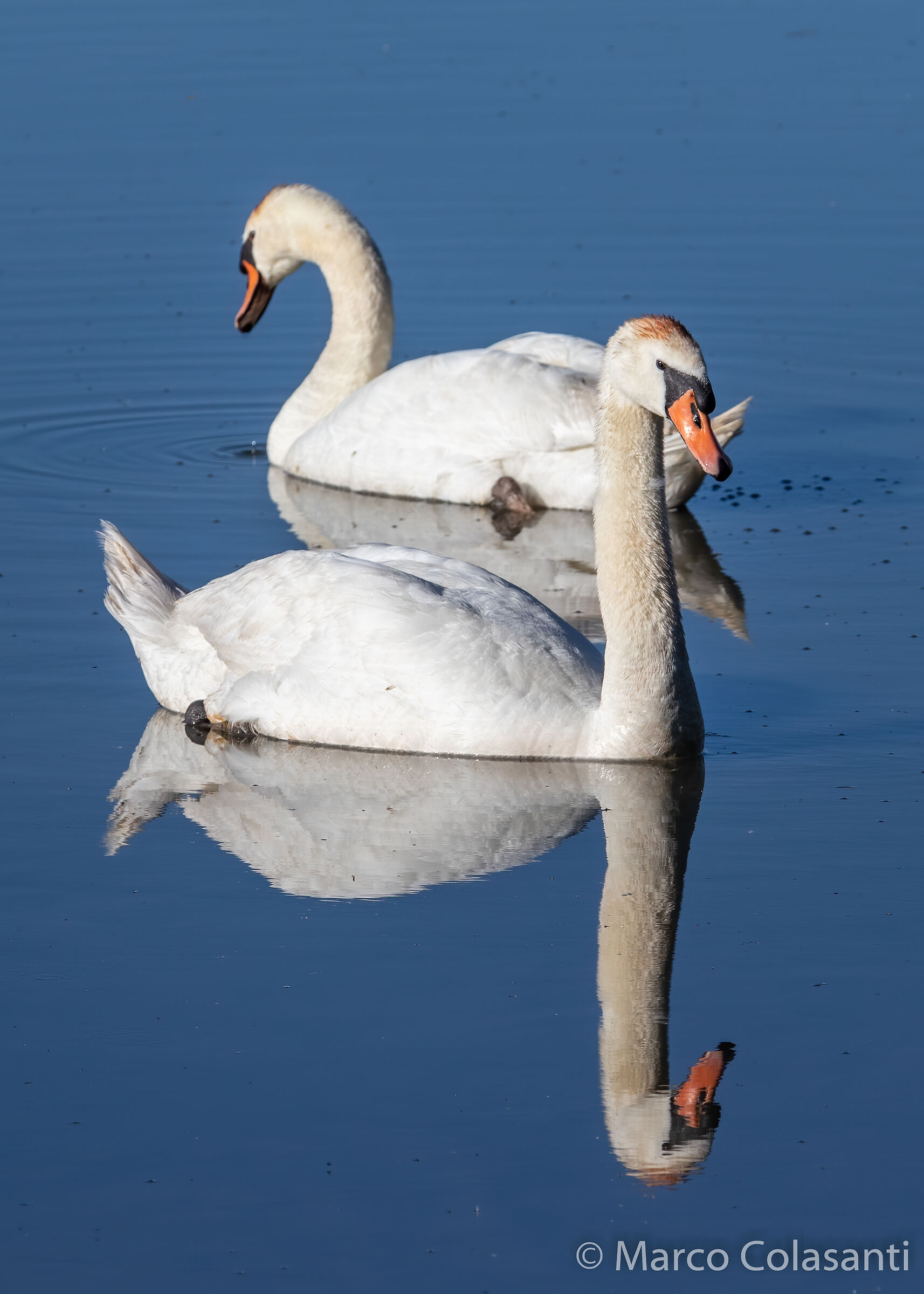 royal swans