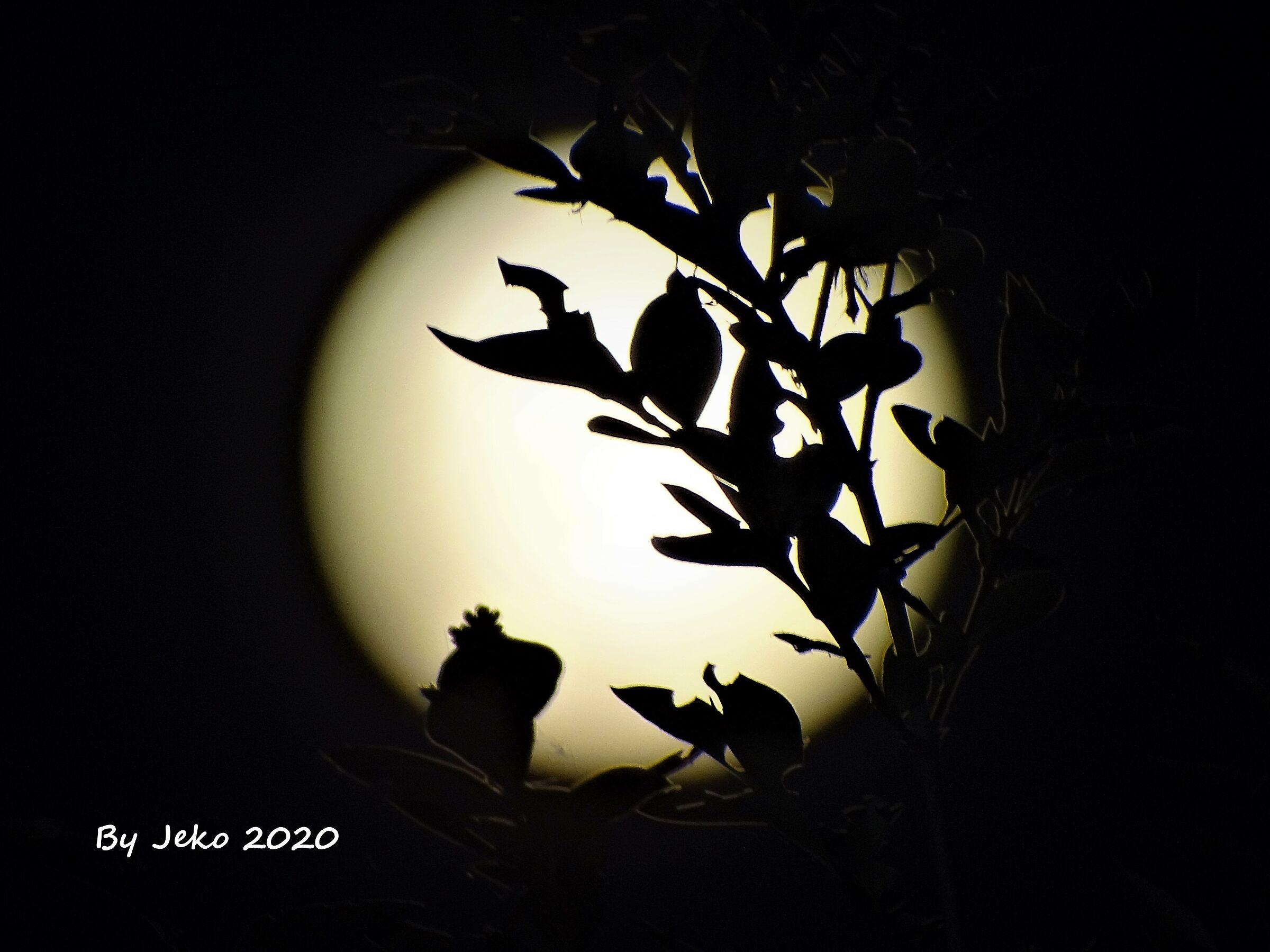 moon in dim light...