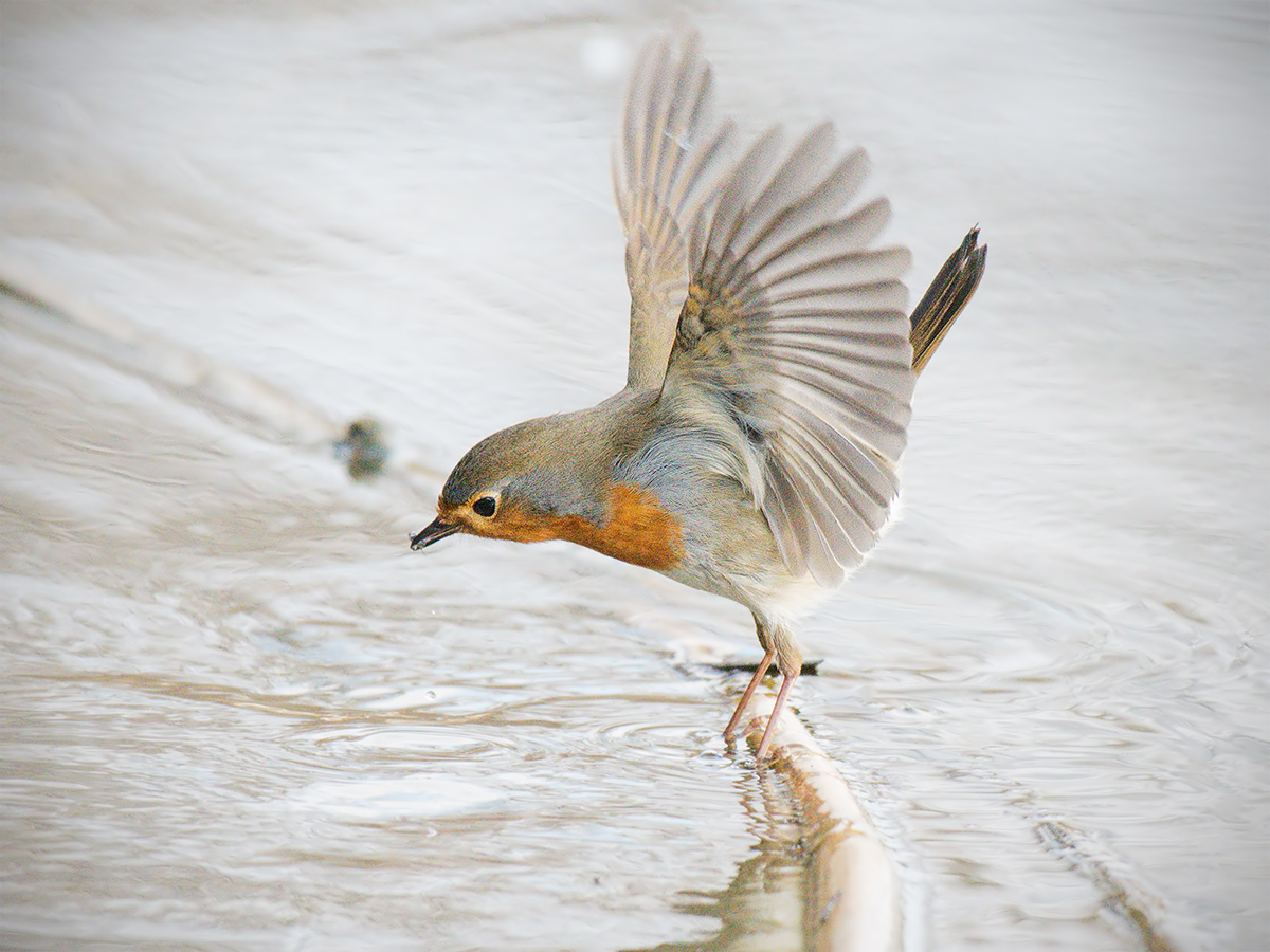 Pettirosso in caccia sullo stagno