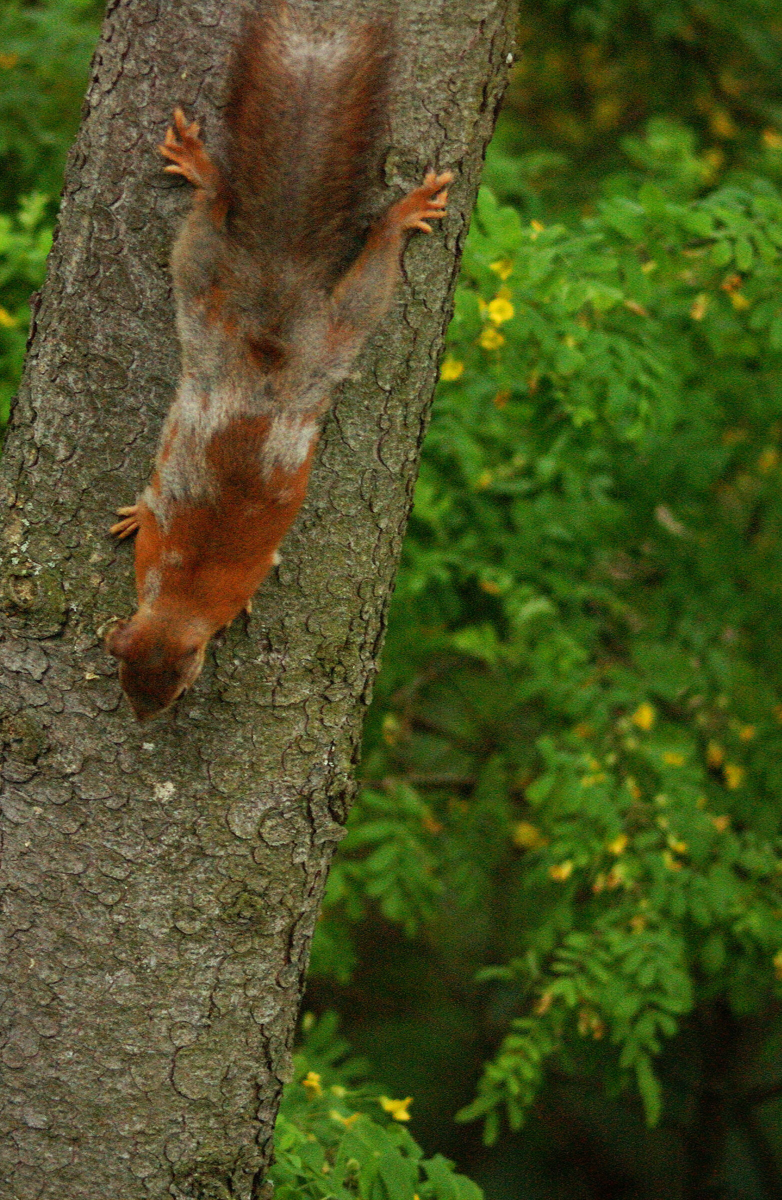 A 'half-season' squirrel