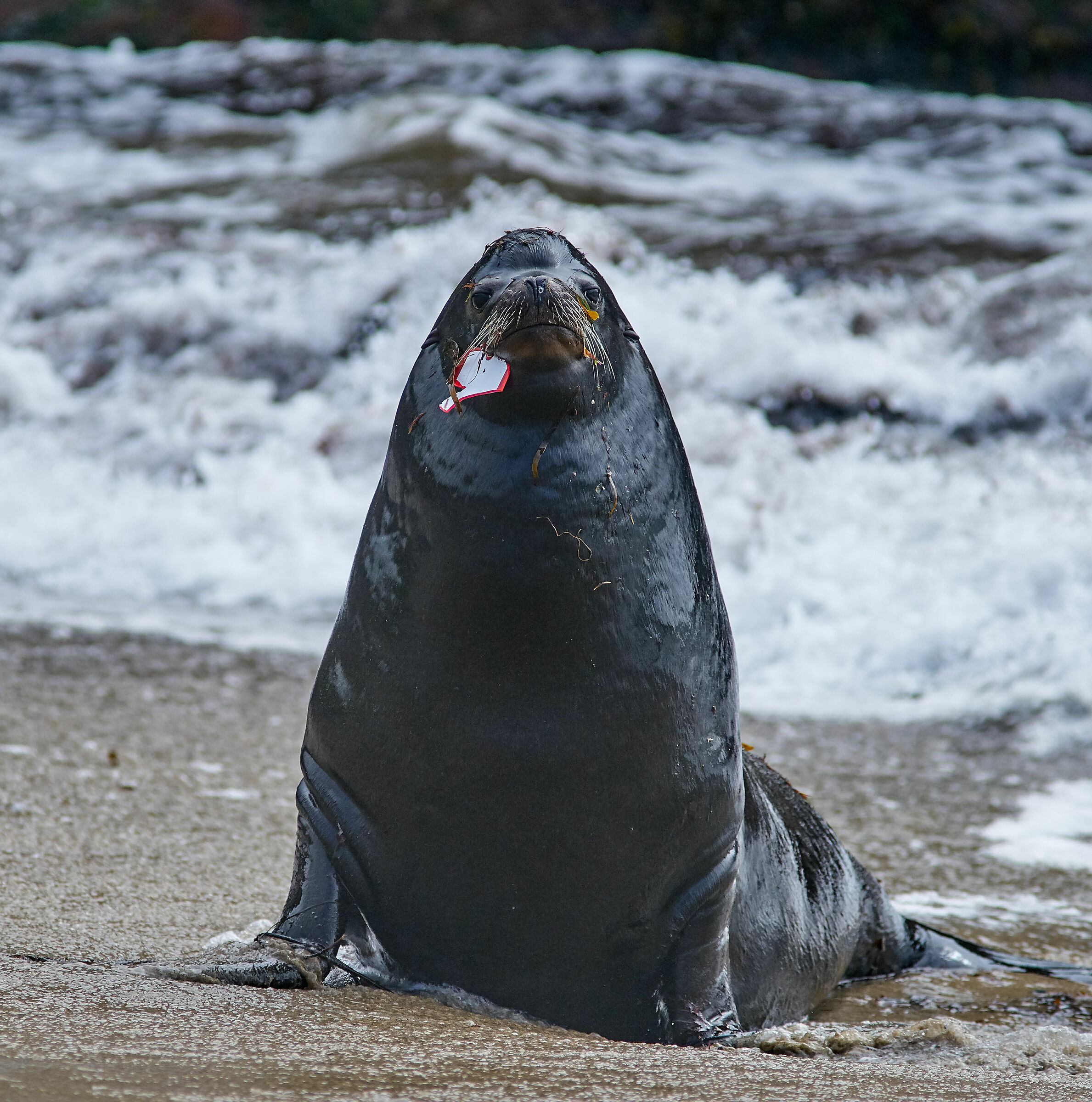 prezzo della nostra civiltà