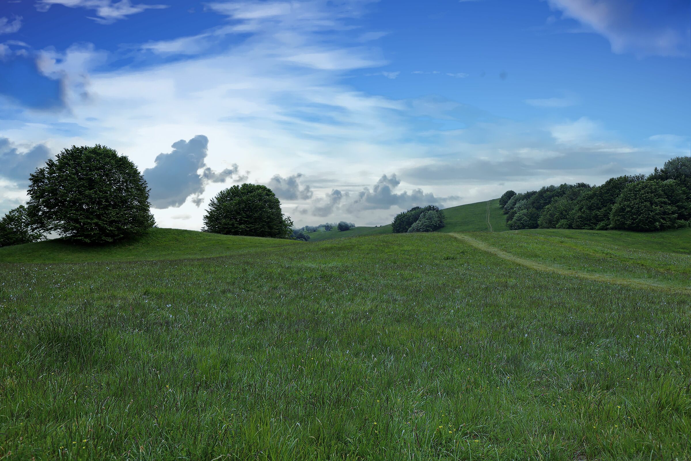 Flowering daffodils in Val D'Aveto