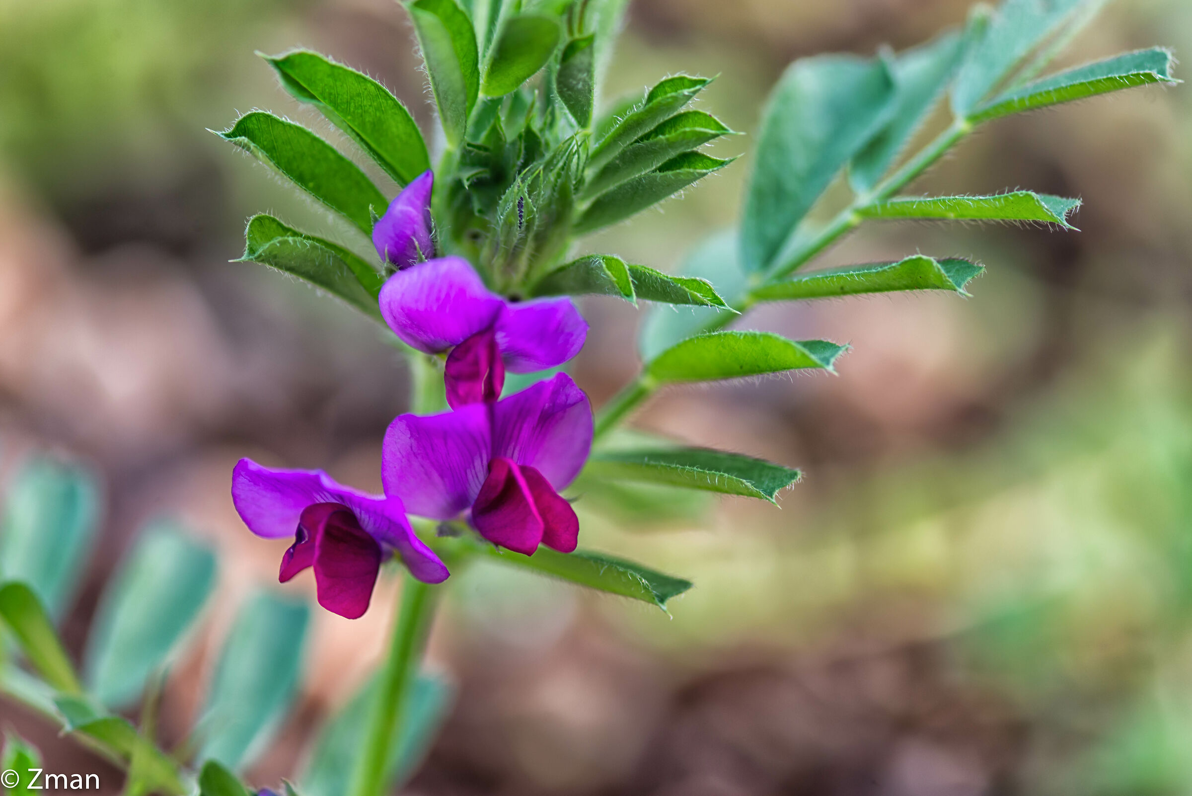 Fiore Comune Vetch