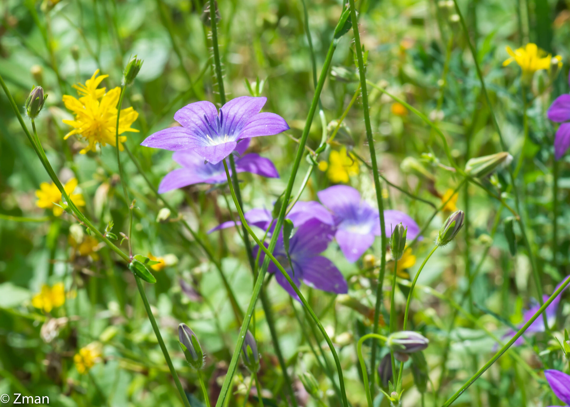 Fiore di vetro dall'aspetto di Venere