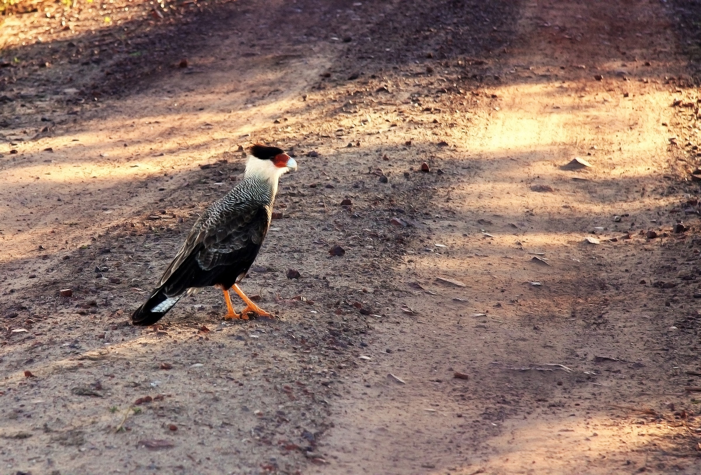 alt, obstacles on the road